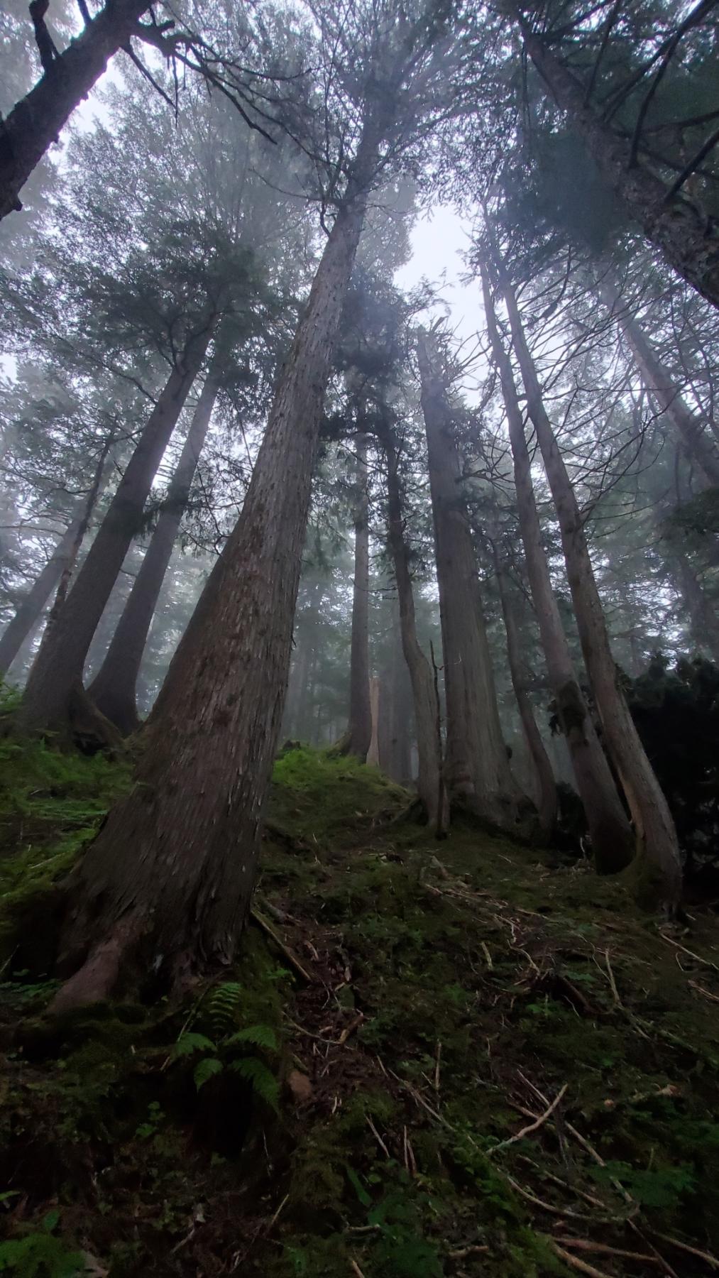 Photo looking uphill in a dense rainforest stand with big, tall trees. 