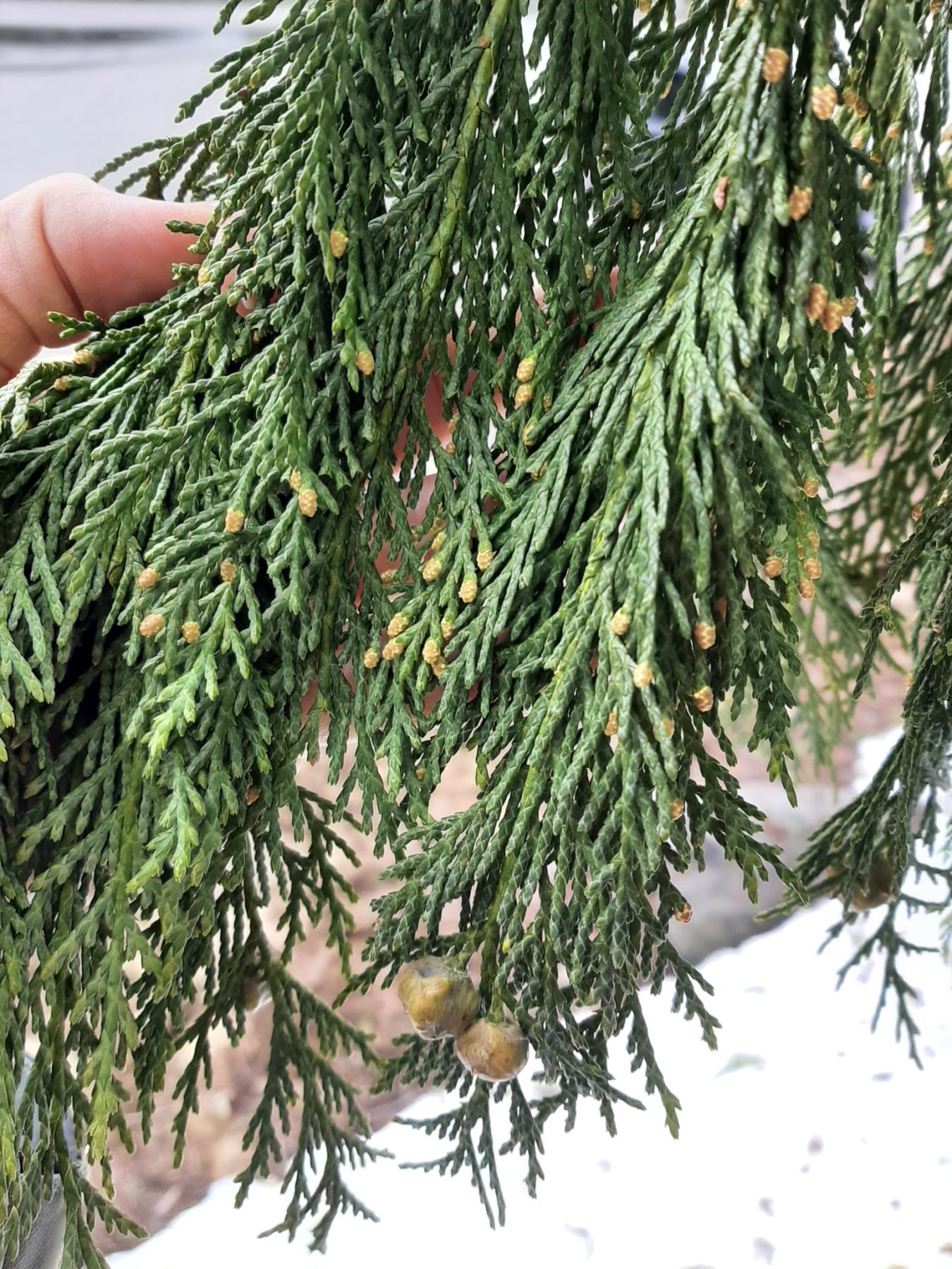 Photo of a branch with scaly, green leaves, many small, brown cones, and two larger brown cones.