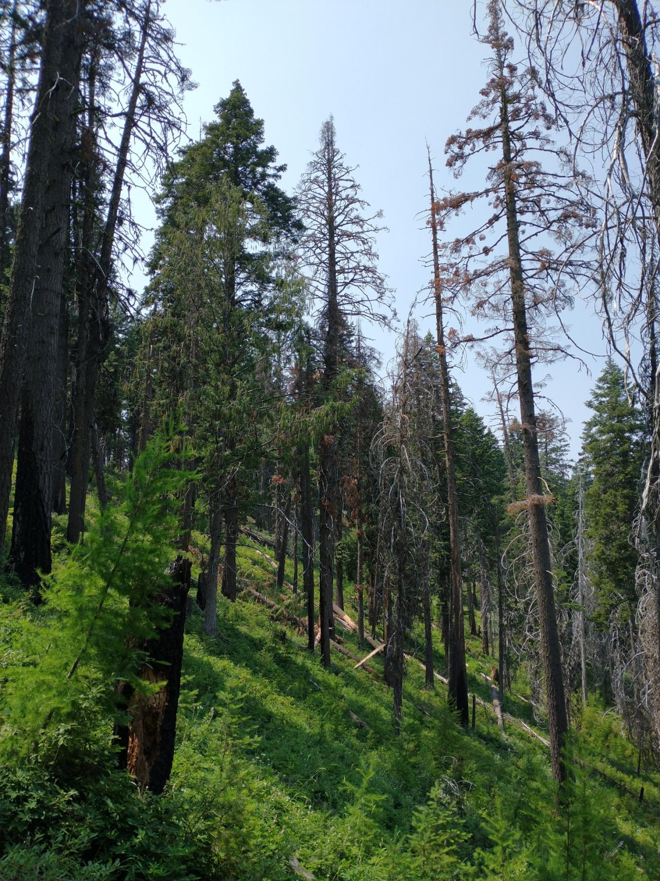 Photo of a forested slope with many dead trees and many living, young trees growing under them.
