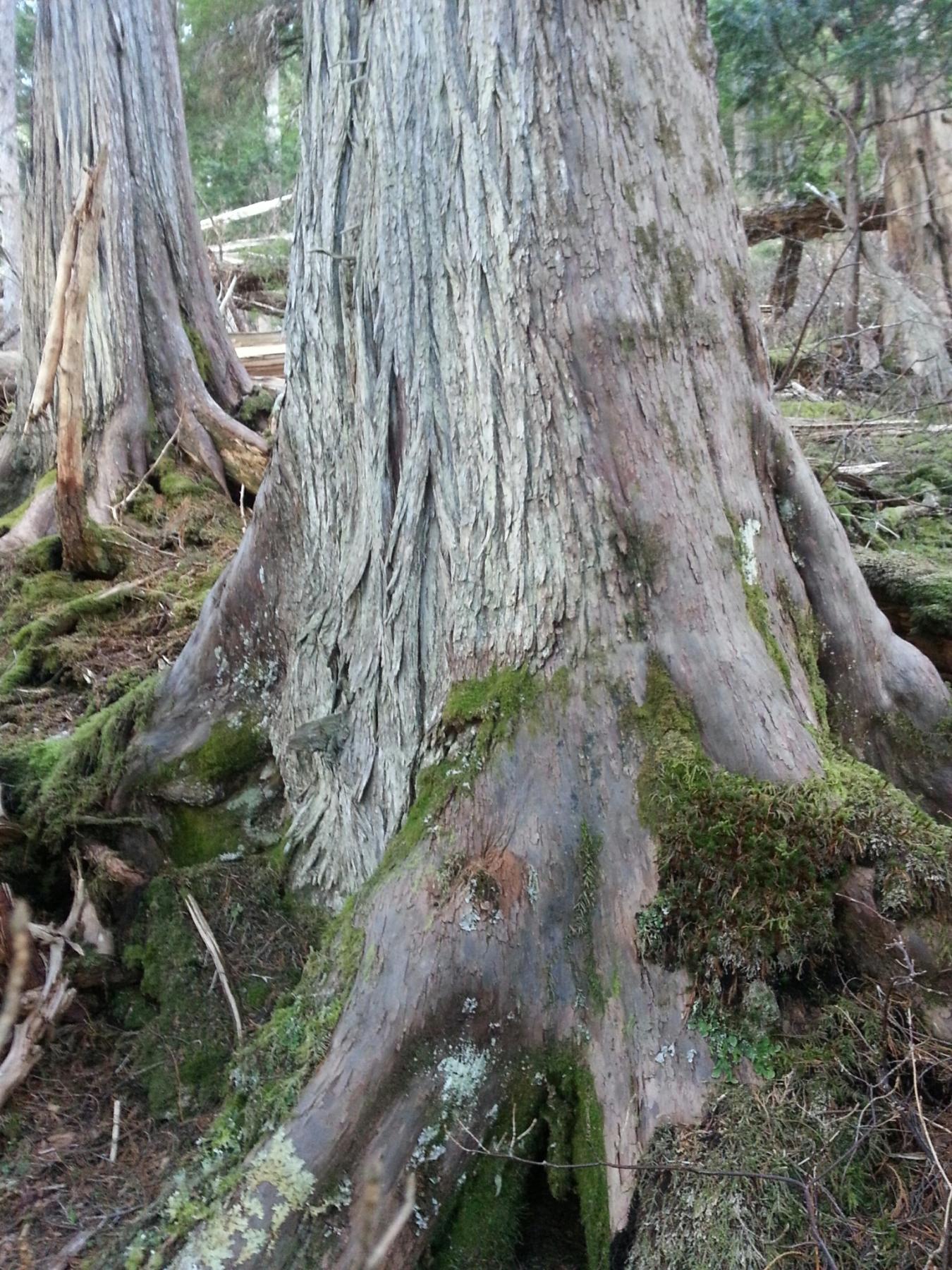 Photo of the lower part of a tree trunk, showing a pyramidal shape as it widens toward the base.
