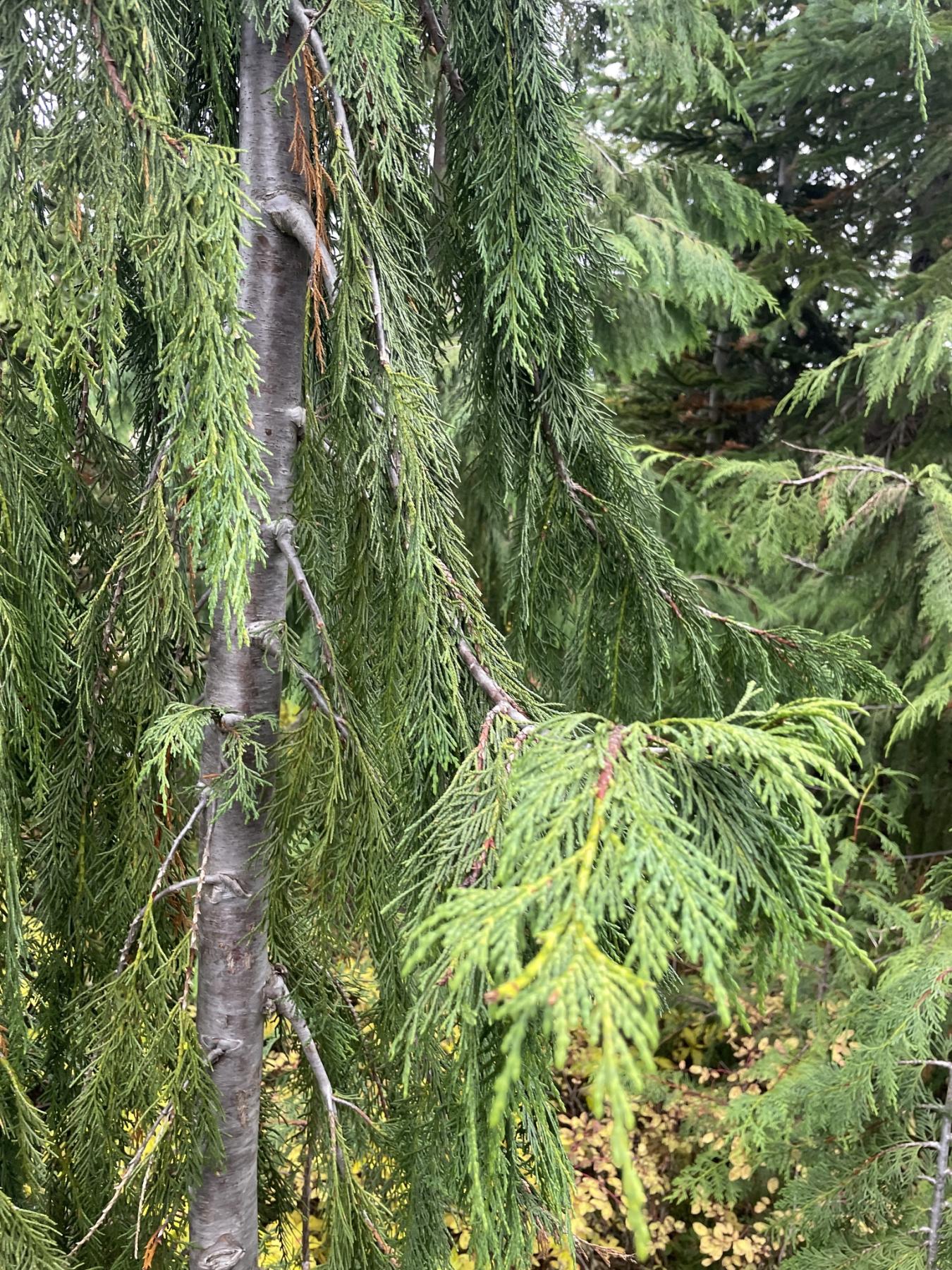 Photo of a young tree with smooth, gray bark and droopy branches covered with scaly leaves.