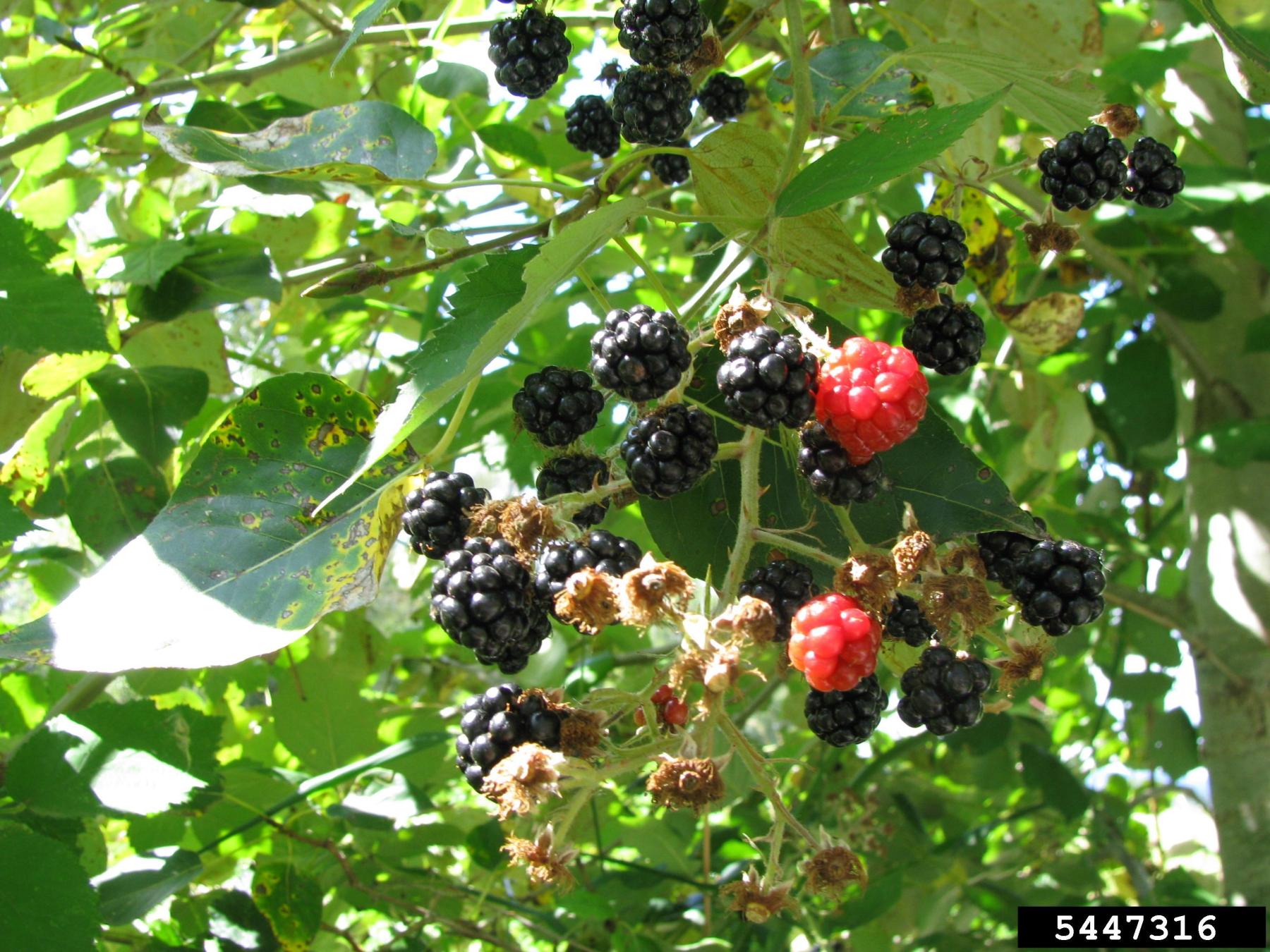 Photo of a cluster of dark purple fruits with a couple of red fruits against a leafy green background.