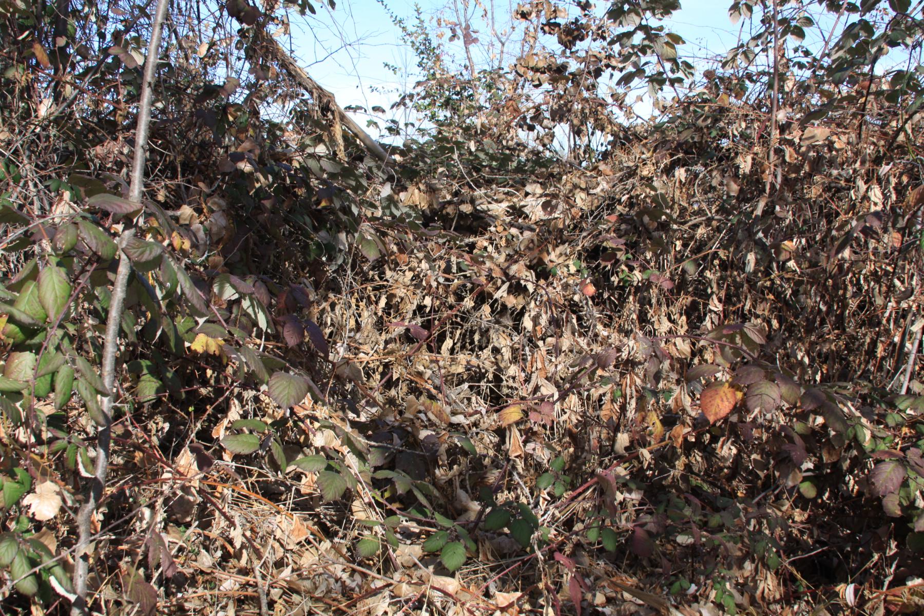 Photo of a jumble of dead and down stems and litter, with several green leafy branches mixed in.