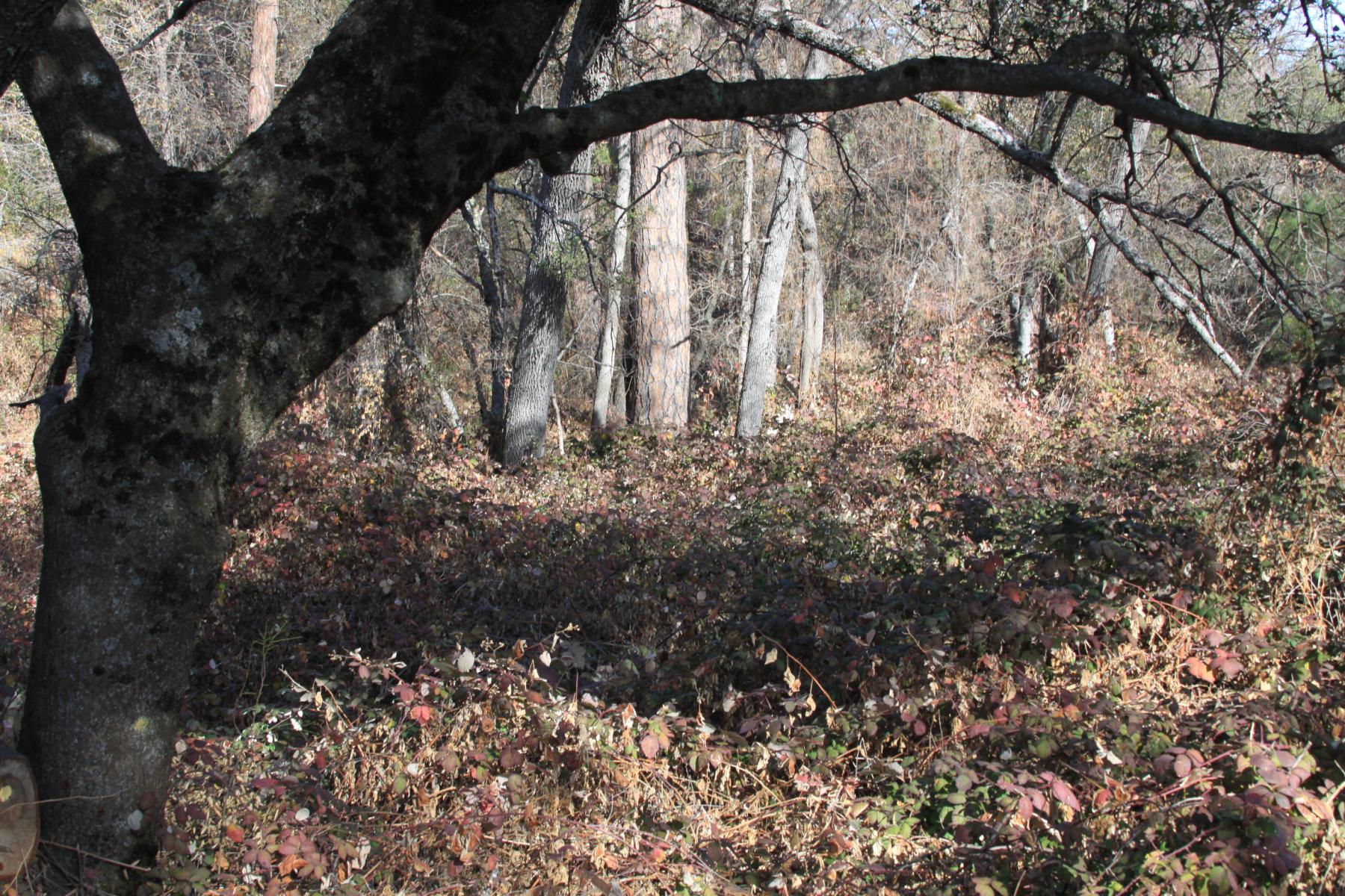 Photo of a forest understory in fall, showing an abundance of litter and debris on the forest floor.