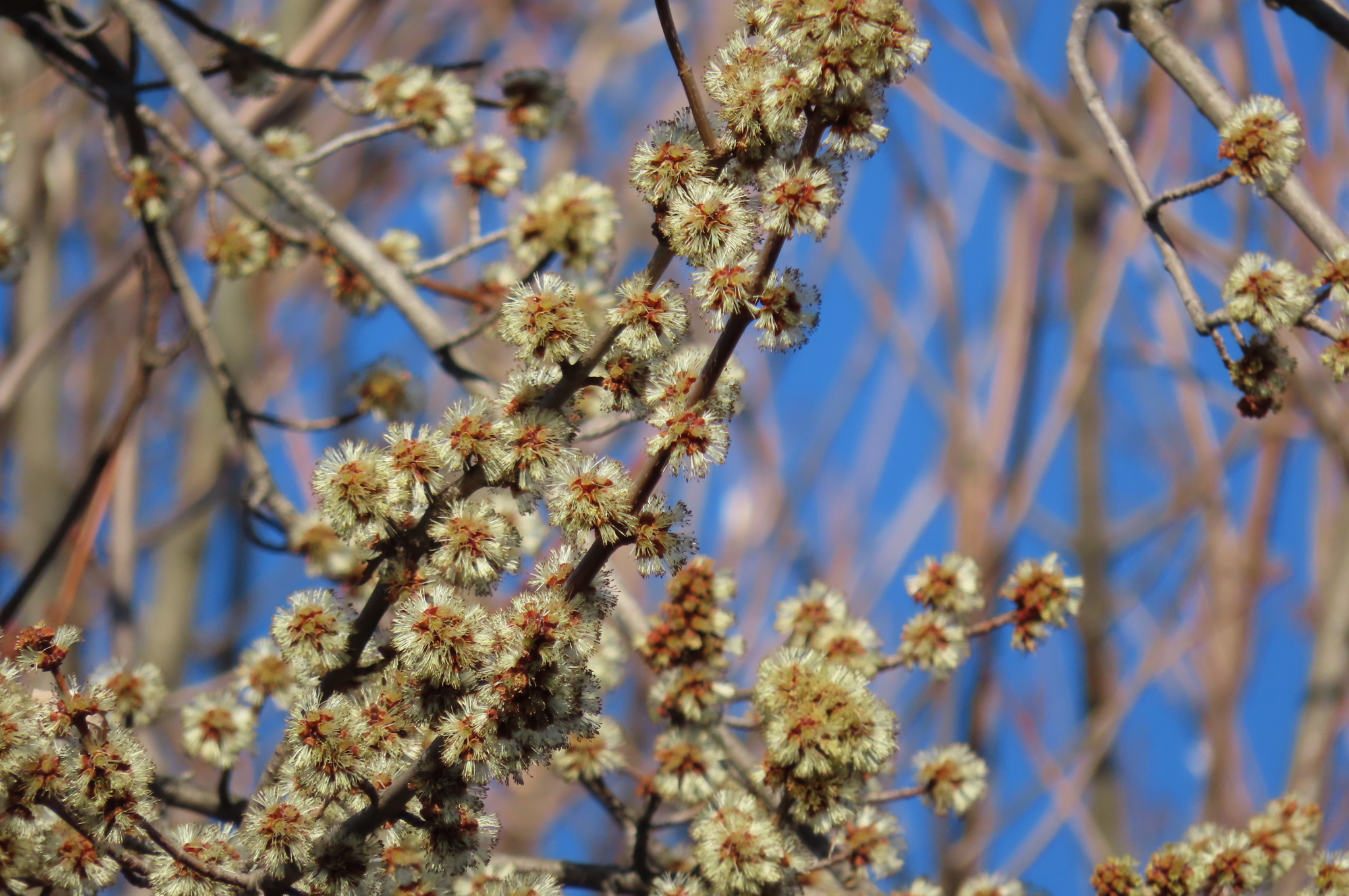 A close up photo of clusters of small, puffy white and yellow flowers growing along thin, bare branches. The background is blurry branches and blue sky.