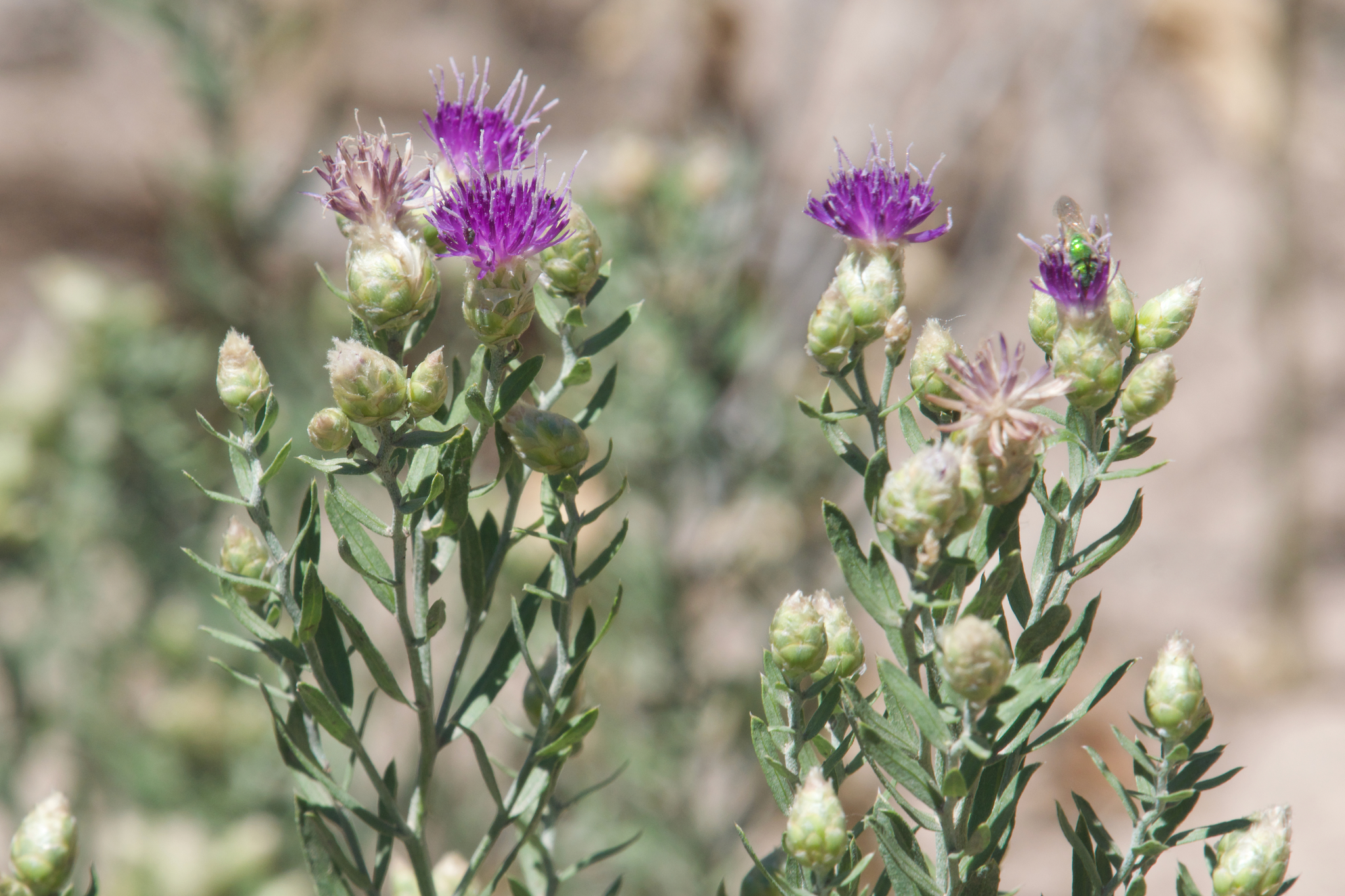 A photo of the tops of several Russian knapweed stems with some seedheads and some tufted purple flowers above dusky green leaves.
