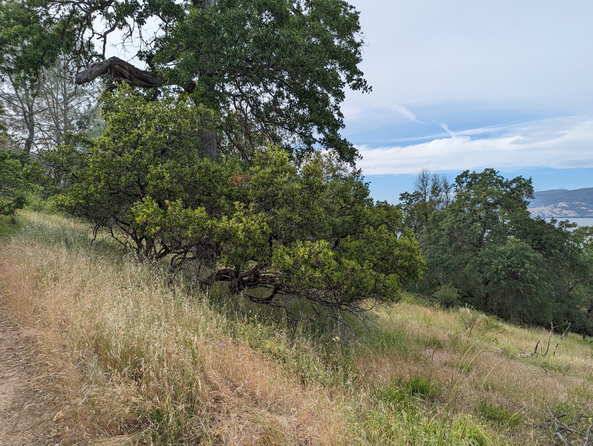 A photo of a large shrub on a grassy slopy with widely spaced trees behind.