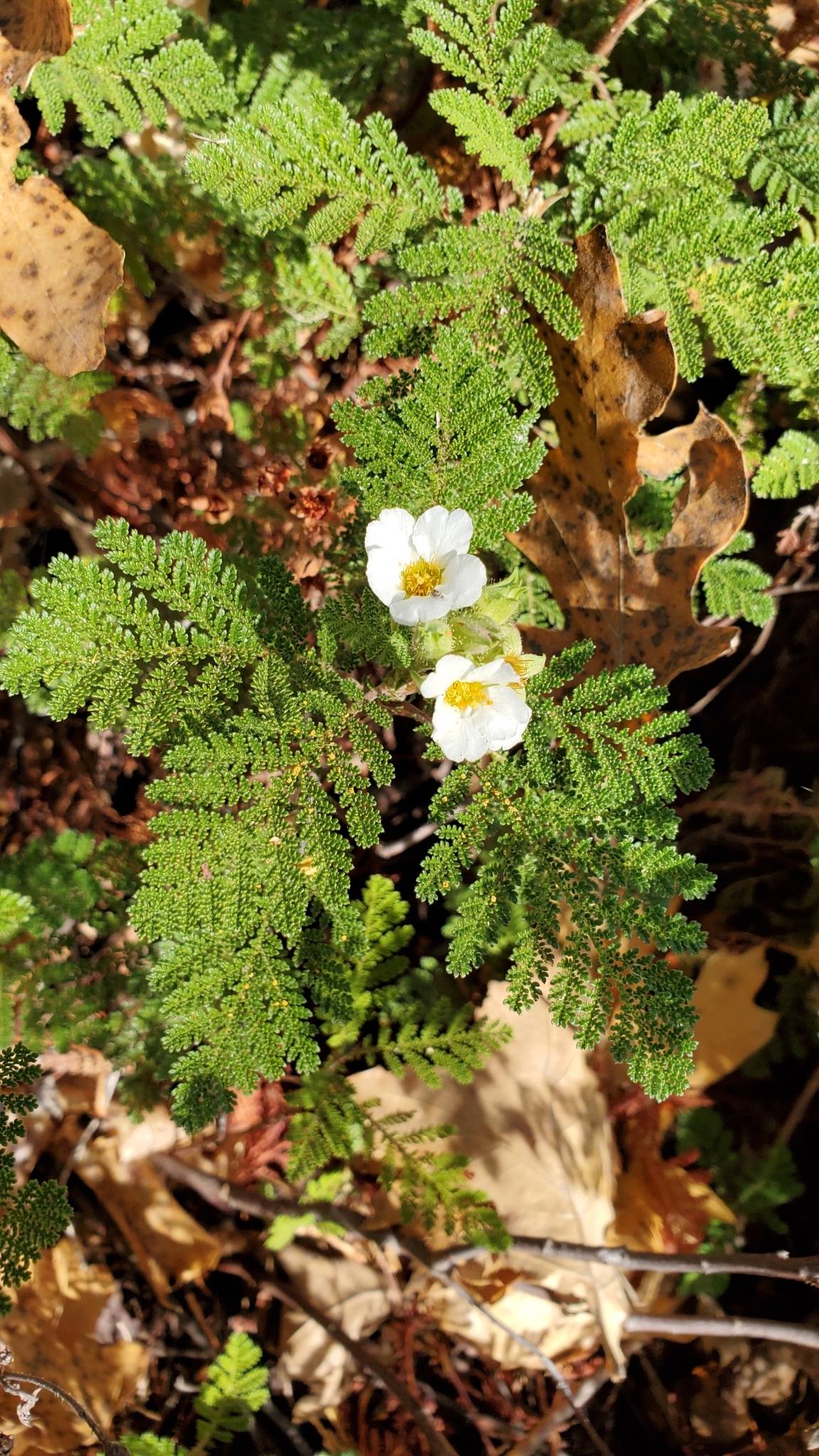 Photo of mountain misery in bloom.