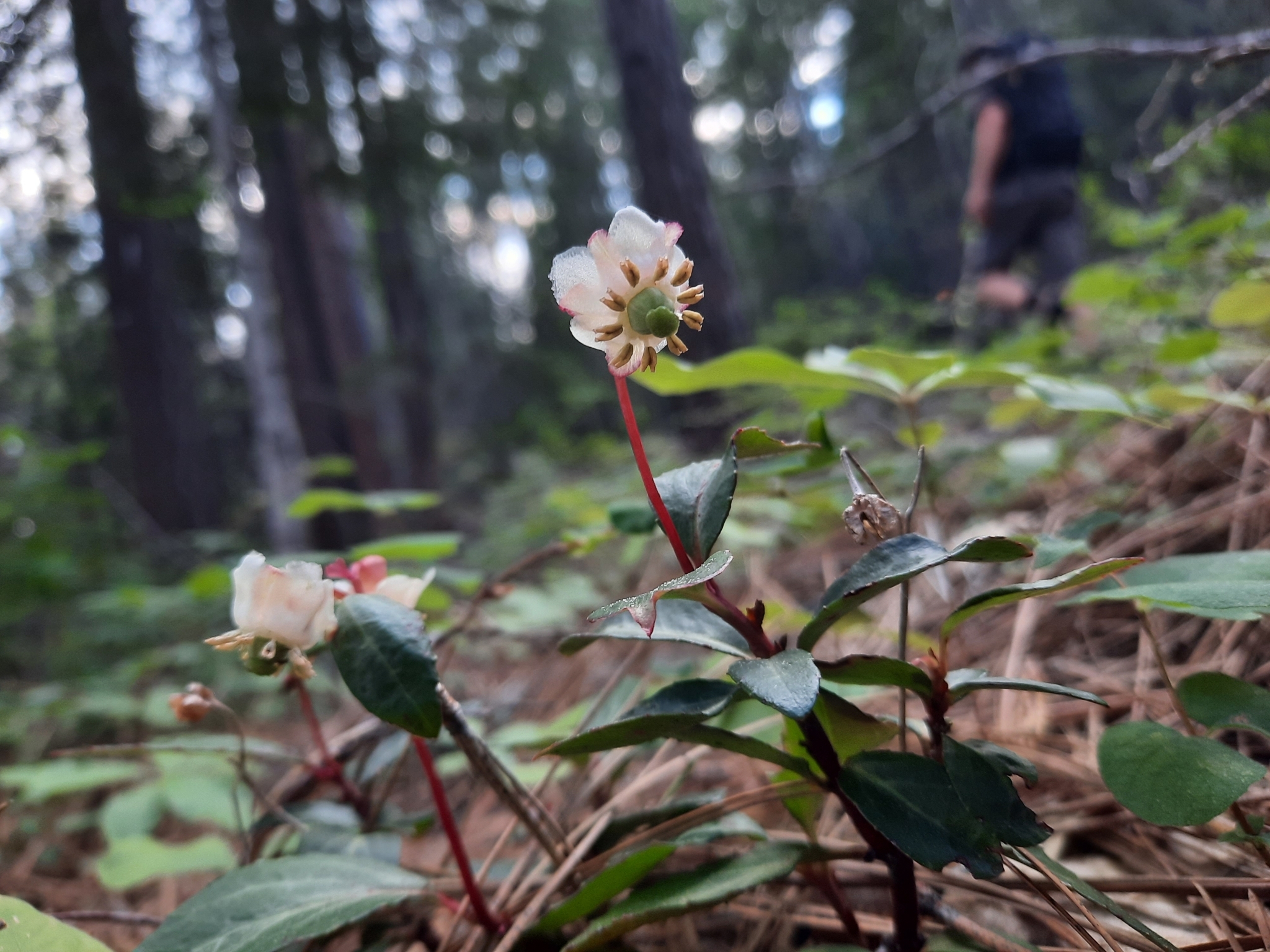 A photo of two white flowers at the end of branches with serrated leaves.