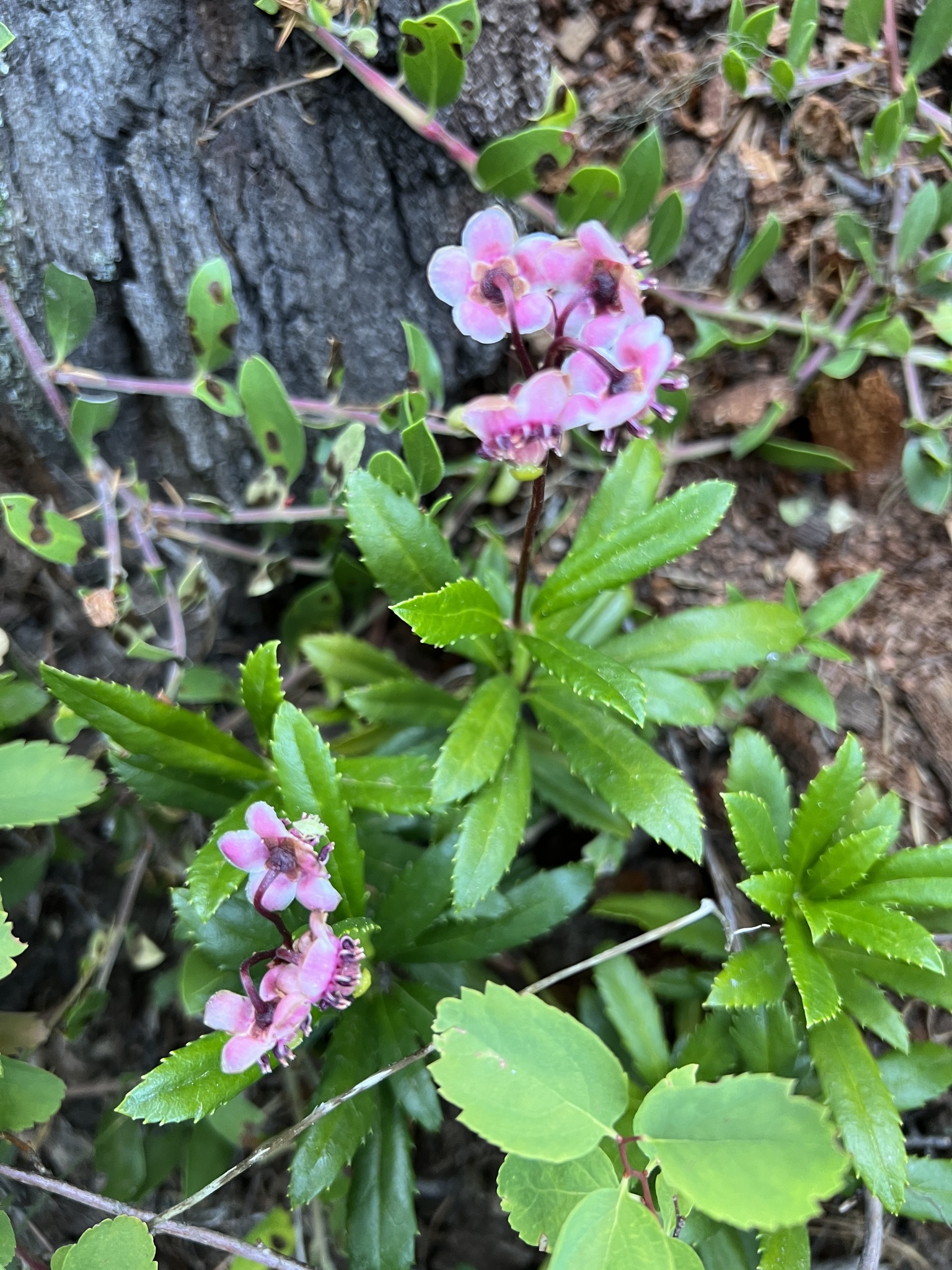 A photo of a low shrub with serrated dark green leaves and erects stems topped by clusters of pink, drooping flowers.