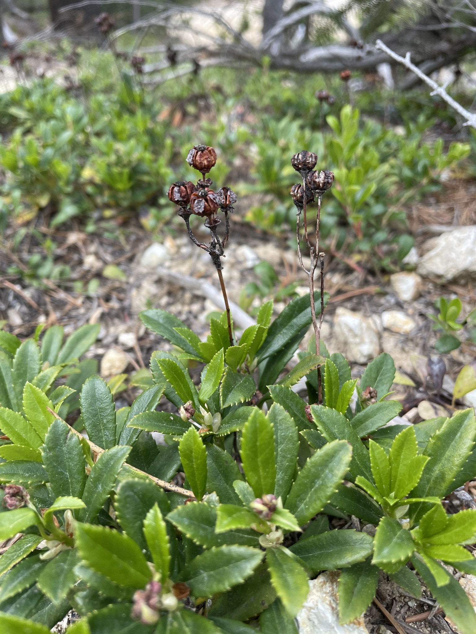 A photo of low clusters of serrated green leaves, with brownish erect stems topped by the previous year's fruit.