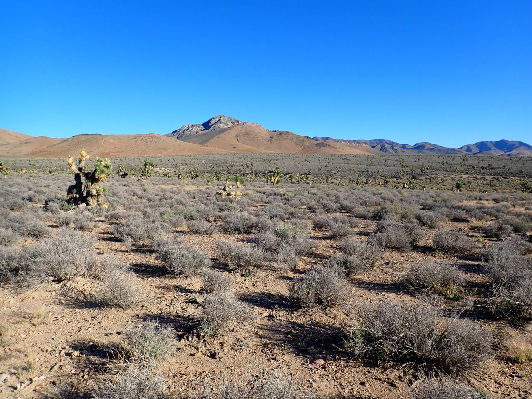 A photo of a blackbrush community with relatively short eastern Joshua trees occurring somewhat widely spaced, but common overall. A burned slope in the background appears to have few shrubs growing on it.