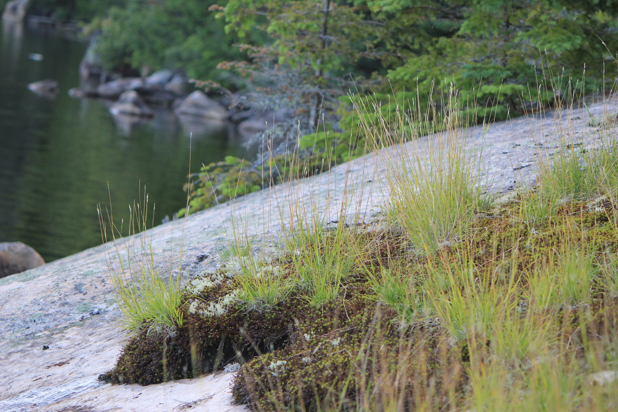A photo of grasses and moss growing in little soil with distinct edge on top of a rock. A creek is visible to the left and conifers grow behind.