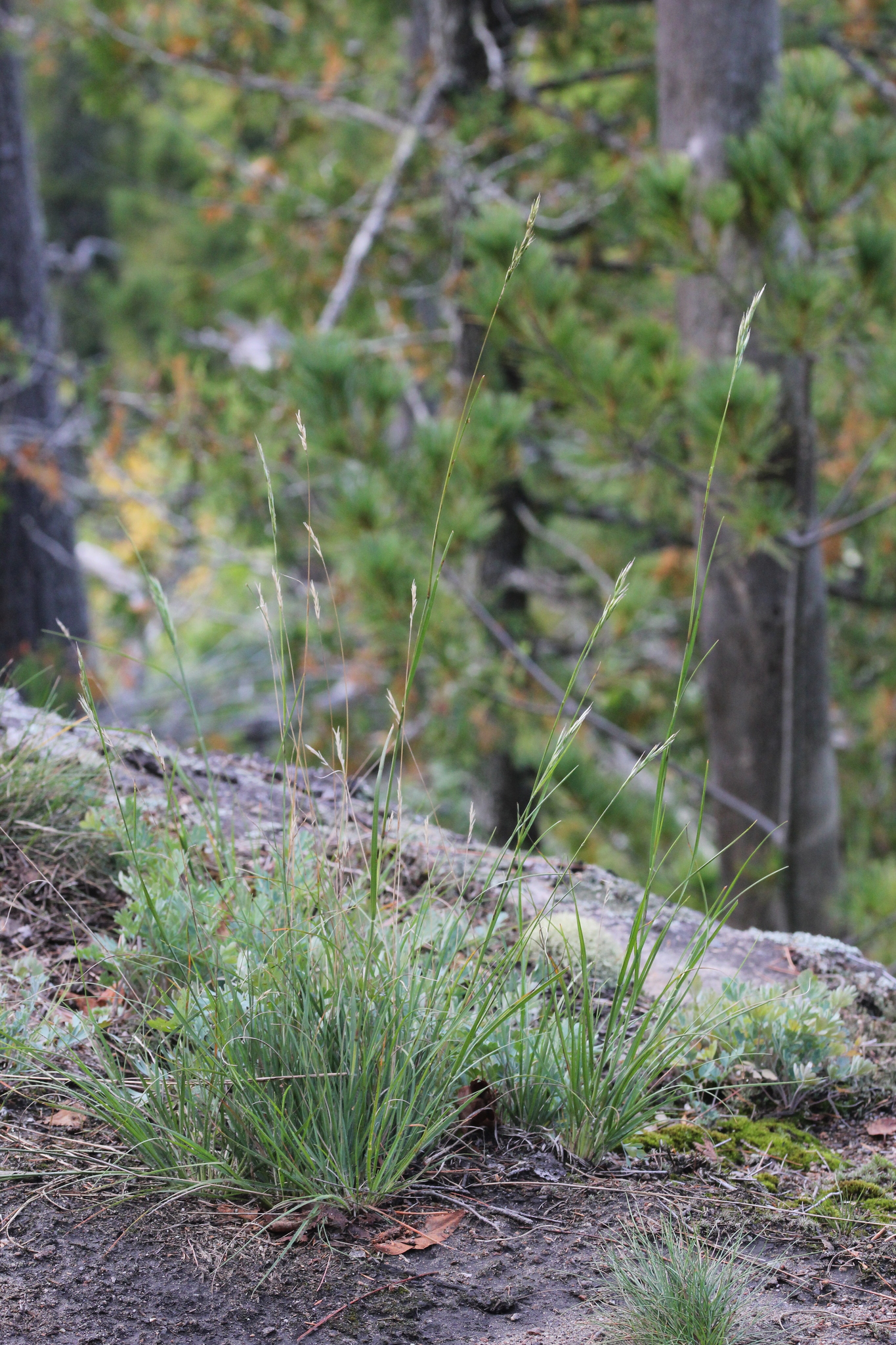 A photo of a relatively small bunchgrass with reproductive stems growing with moss and small forbs on a rock outcrop, with a conifer overstory.