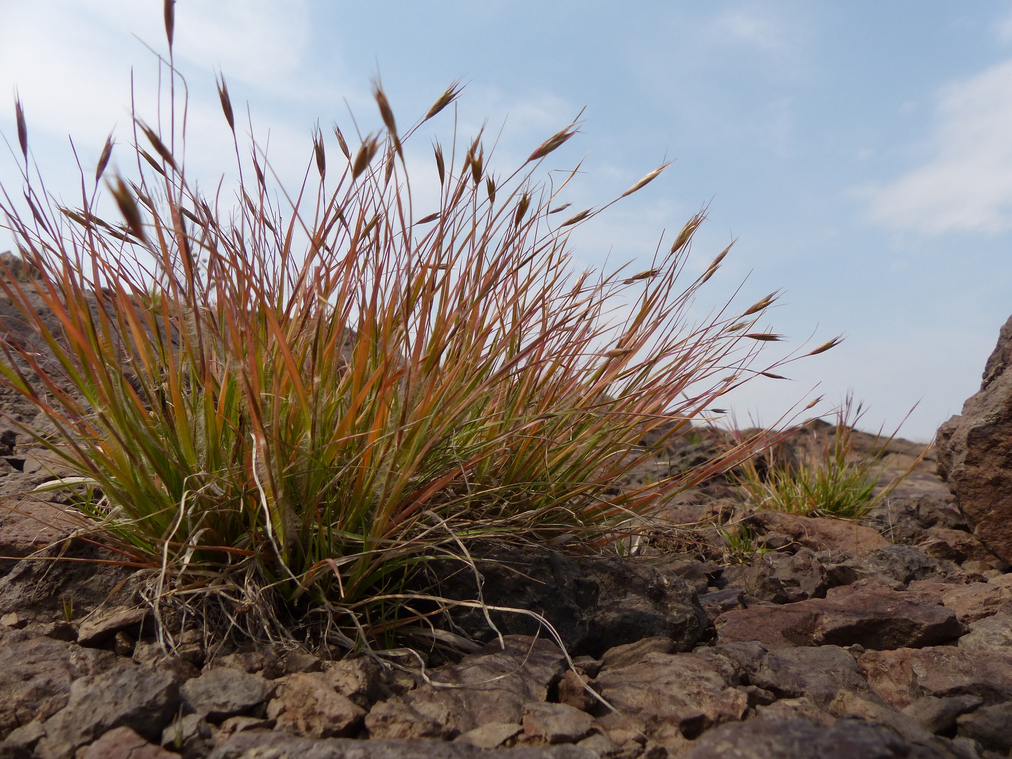 A photo of a low bunchgrass growing in rocky soil with reproductive stems yellowing at their tops.