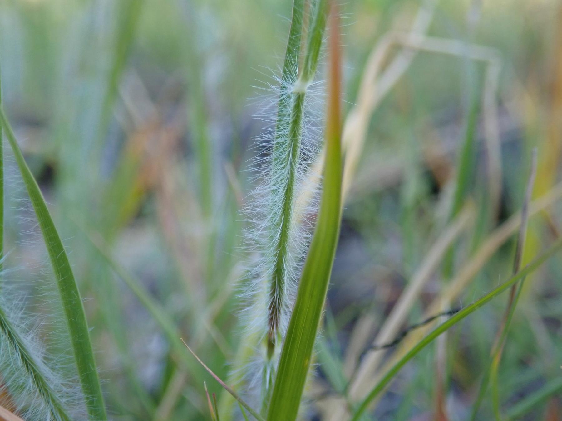 A close-up photo of a long-hairy grass stem.