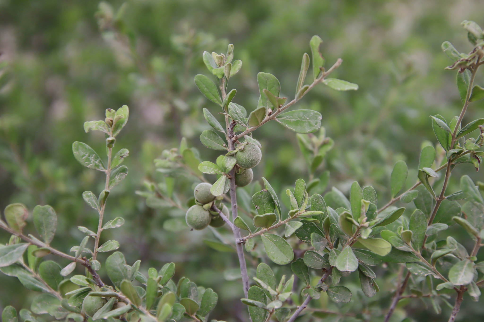 A photo of part of a tree showing leathery, oval leaves and round, fuzzy-skinned green fruits.