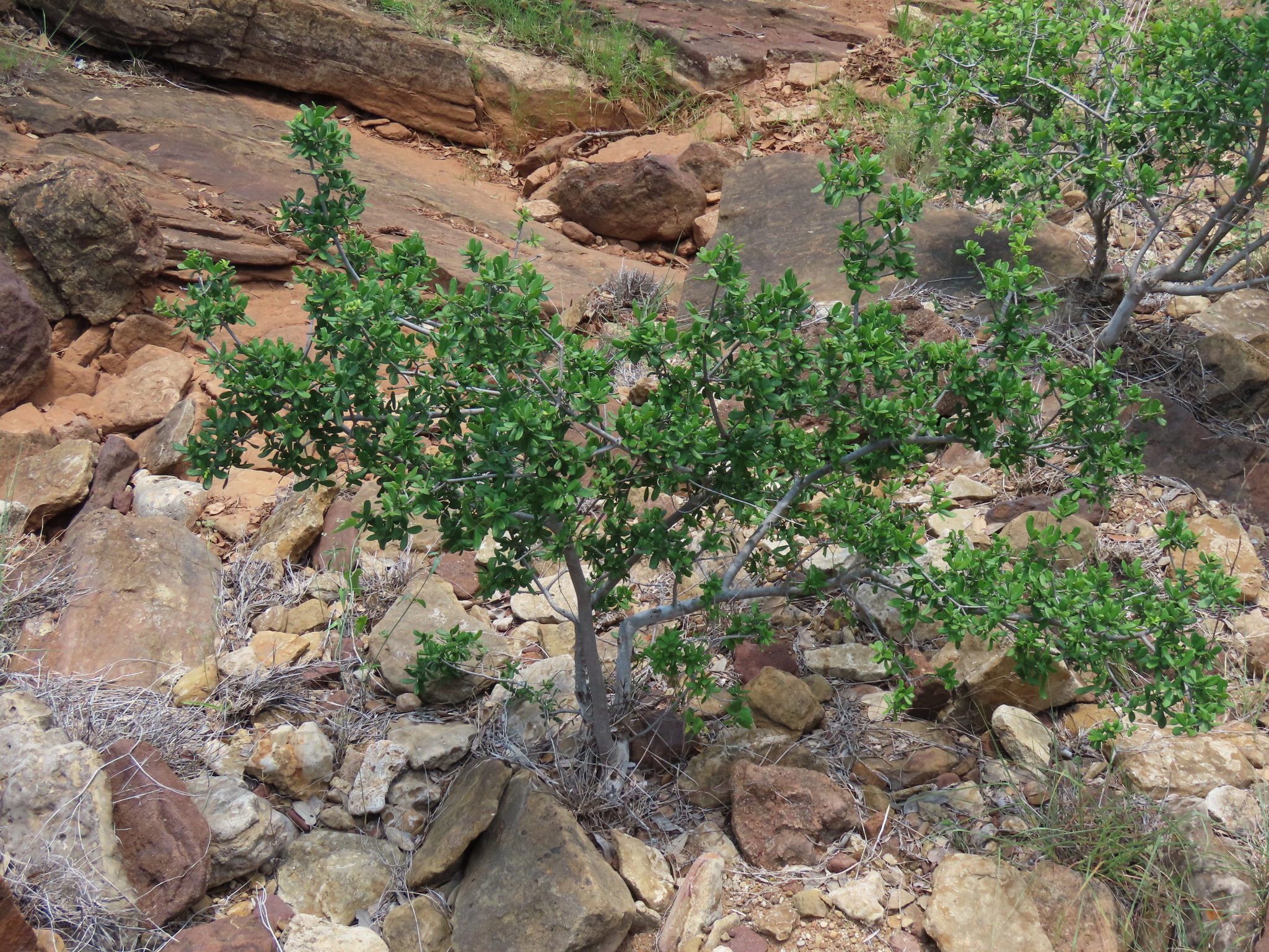 A photo of two shrubs or small trees with green leaves growing out of a red rock slope. Few other plants are visible.