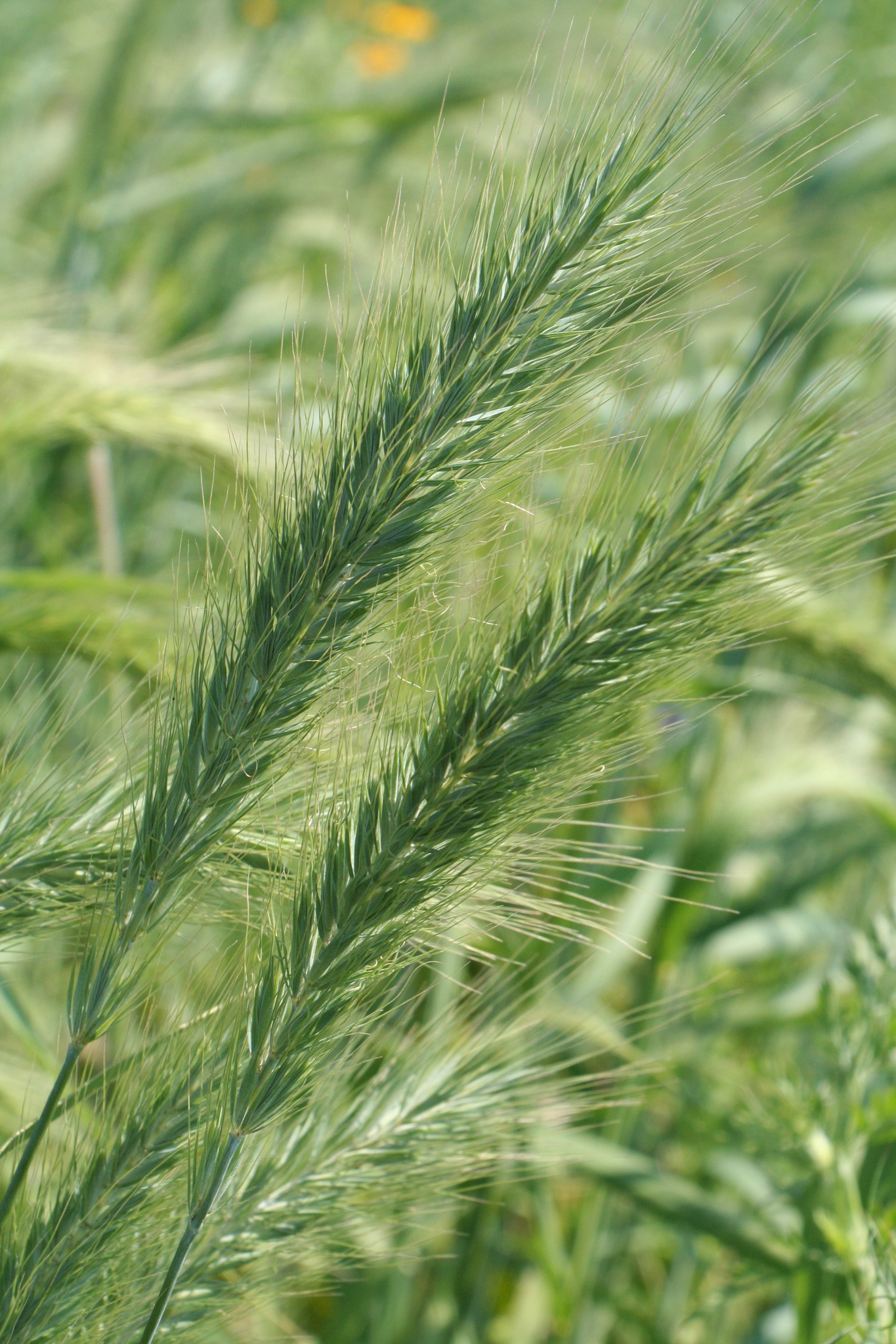 A photo of several green grass spikes.