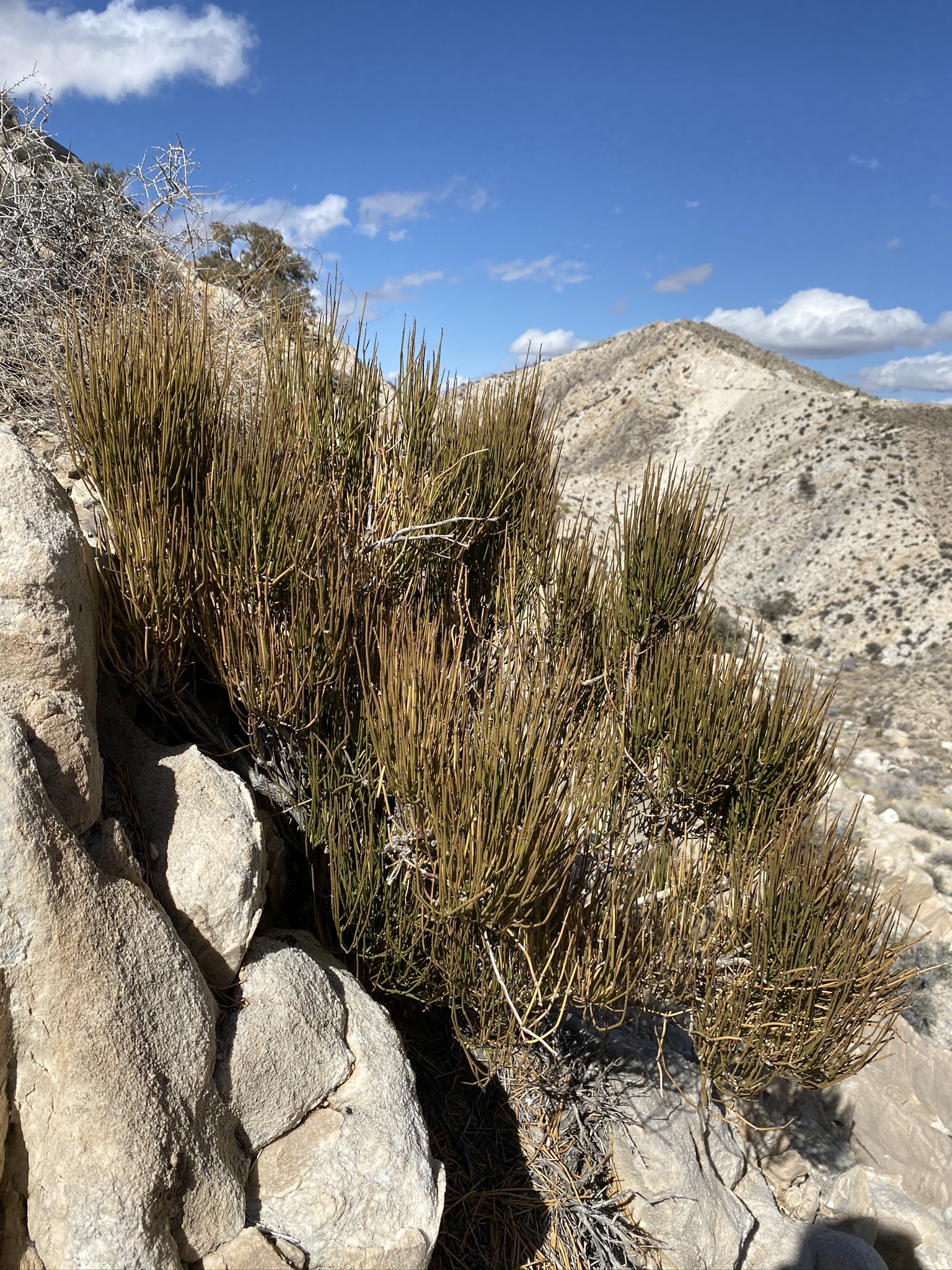 A photo of green ephedra growing on a rocky hillside with desert slopes behind.