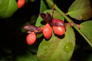 A photo of several red fruits growing from a green stem with leaves behind. The fruits emerge from opened capsule.