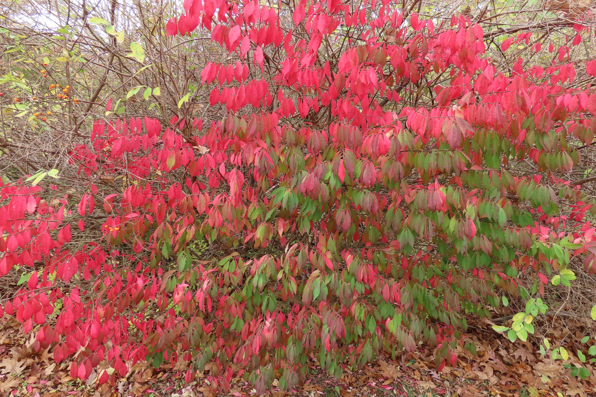 A photo of a shrub with bright red leaves with some remaining green leaves.