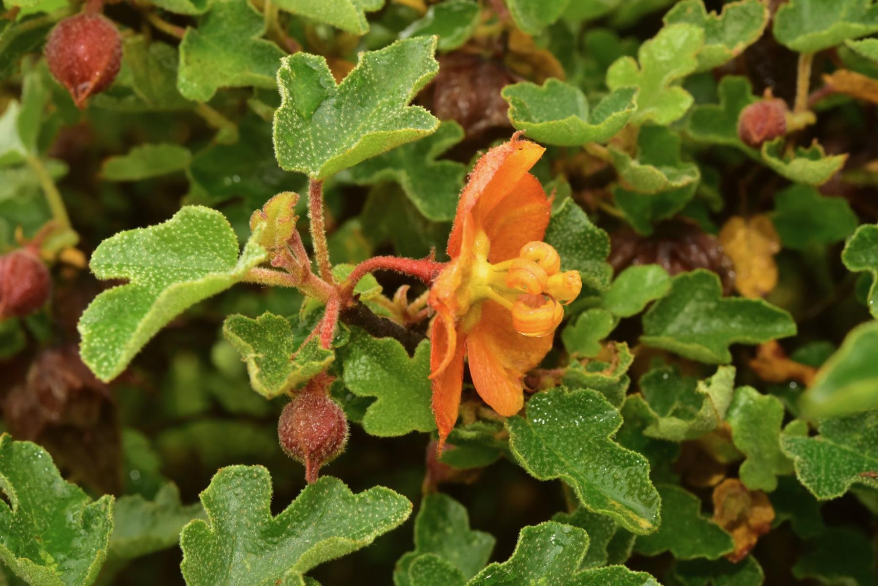 A close-up photo of an orange flower, fruit capsules, and leaves. Leaves and fruits are visibly textured.