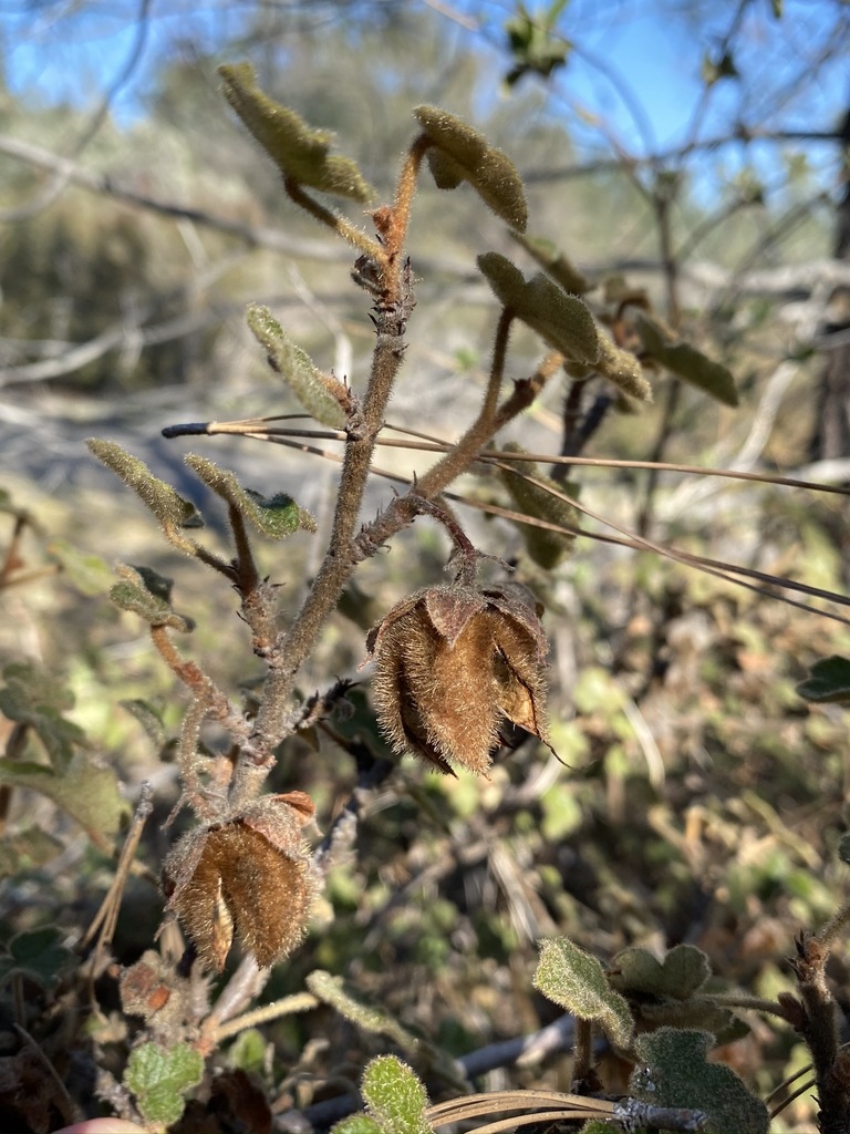 A close-up photo of dry fruit husks still attached to a brownish stem with leathery green leaves.