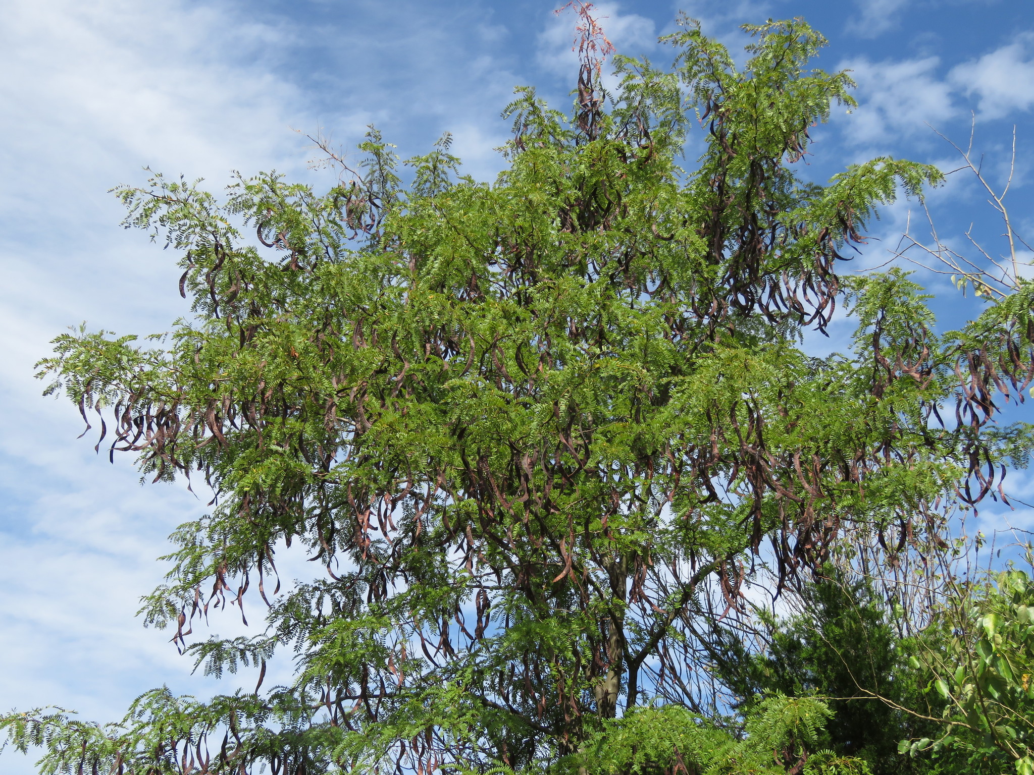 A photo of the canopy of a large, irregular-crowned tree with bright green leaves and many large, curled seed pods hanging below the branches.