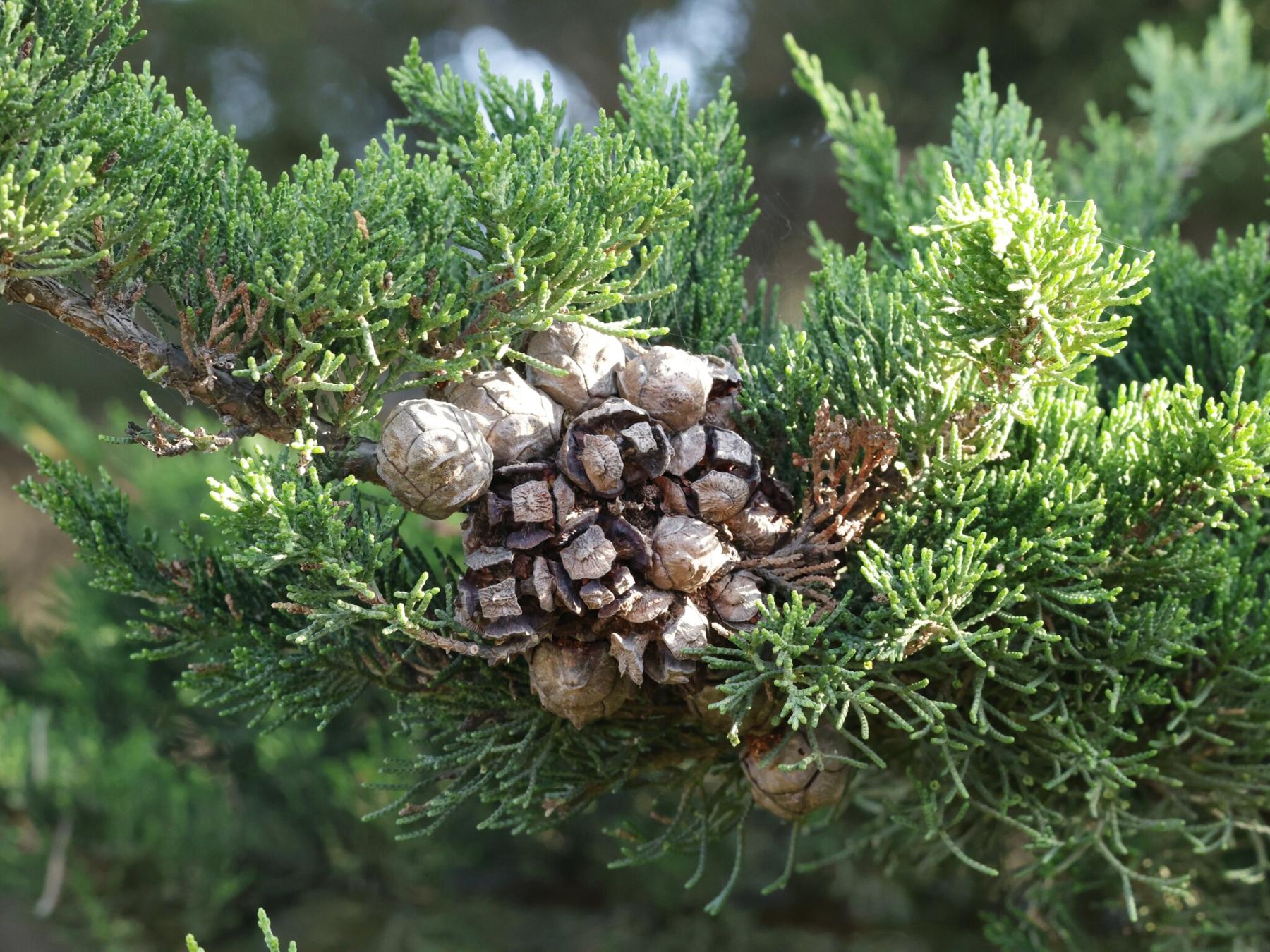 A close up photo of a cluster of small, round, tan cones on a conifer tree. Some of the cones are open, and some are closed.