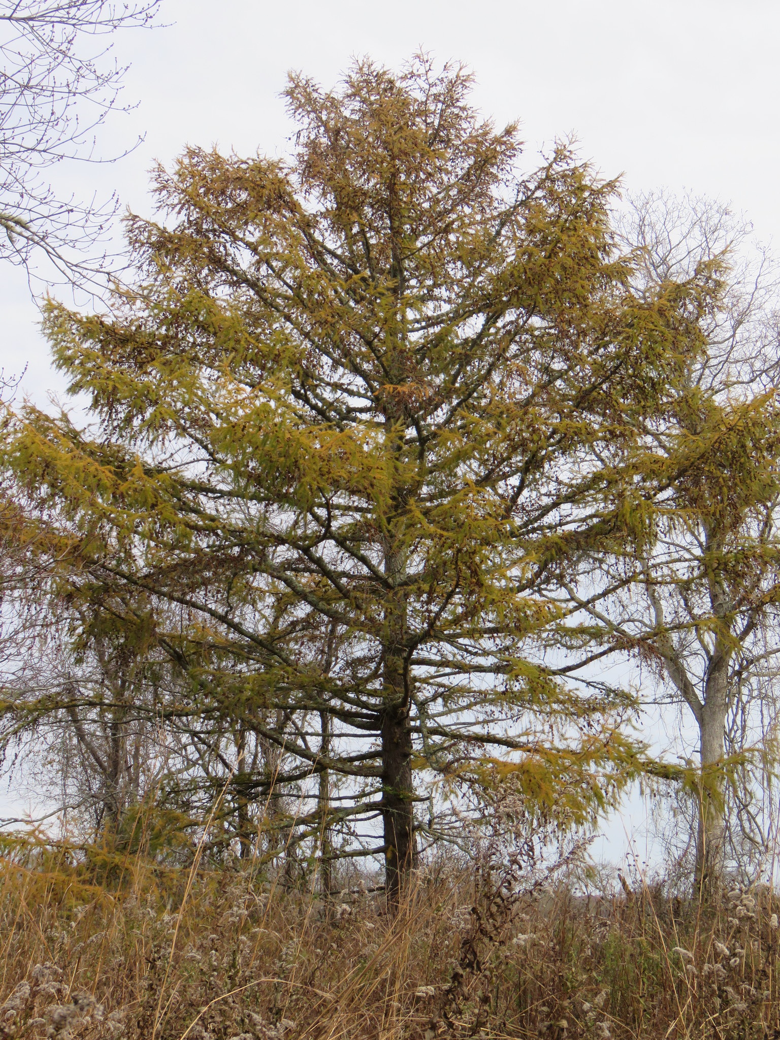 A photo of a broad, long-branched conifer tree with yellowish needles growing in a field of dry grass.