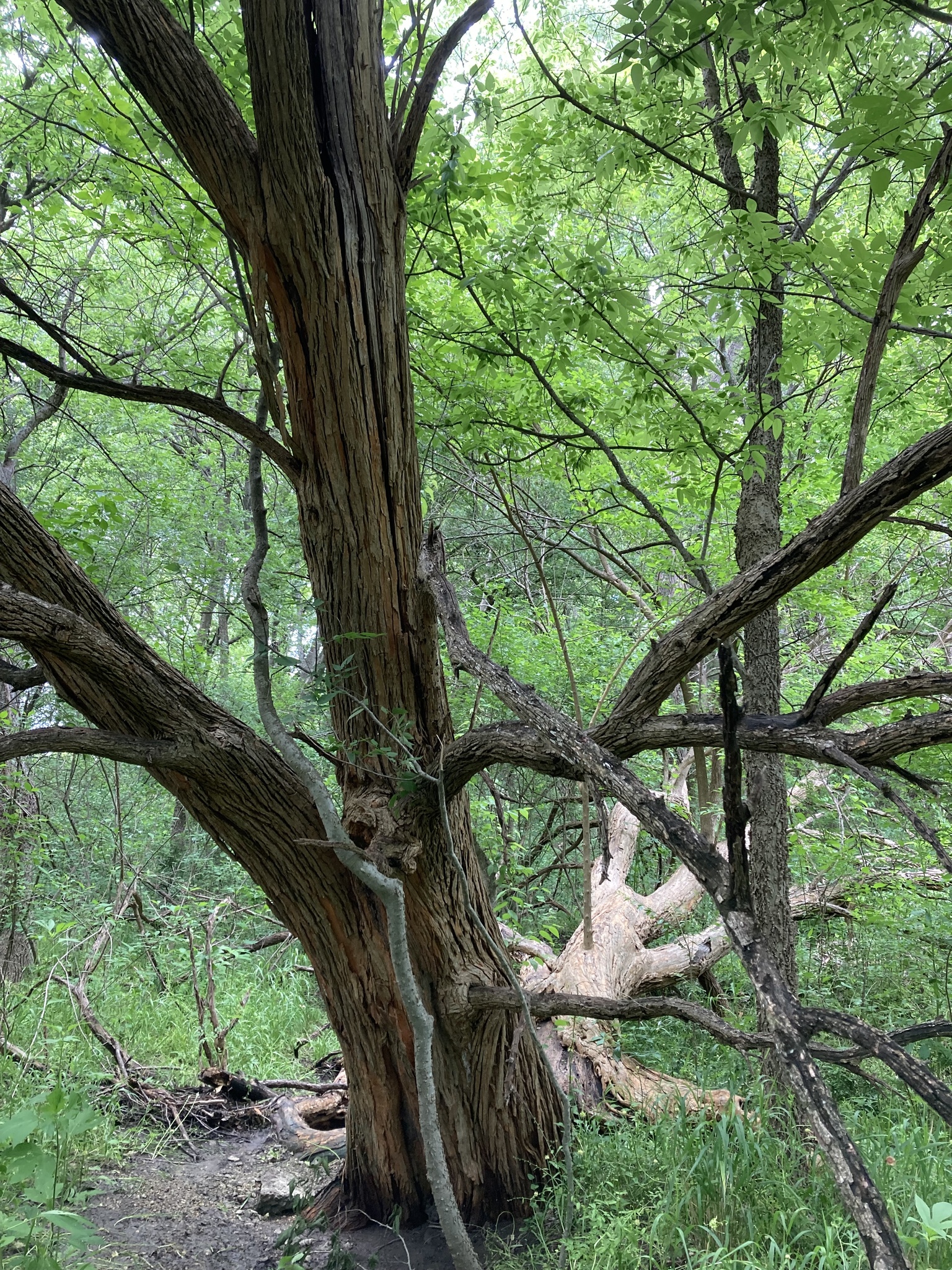 A photo of a tree in a forest with several large trunks, one of which is laid against the ground with branches growing upward, and other smaller branches are arching down toward the ground.