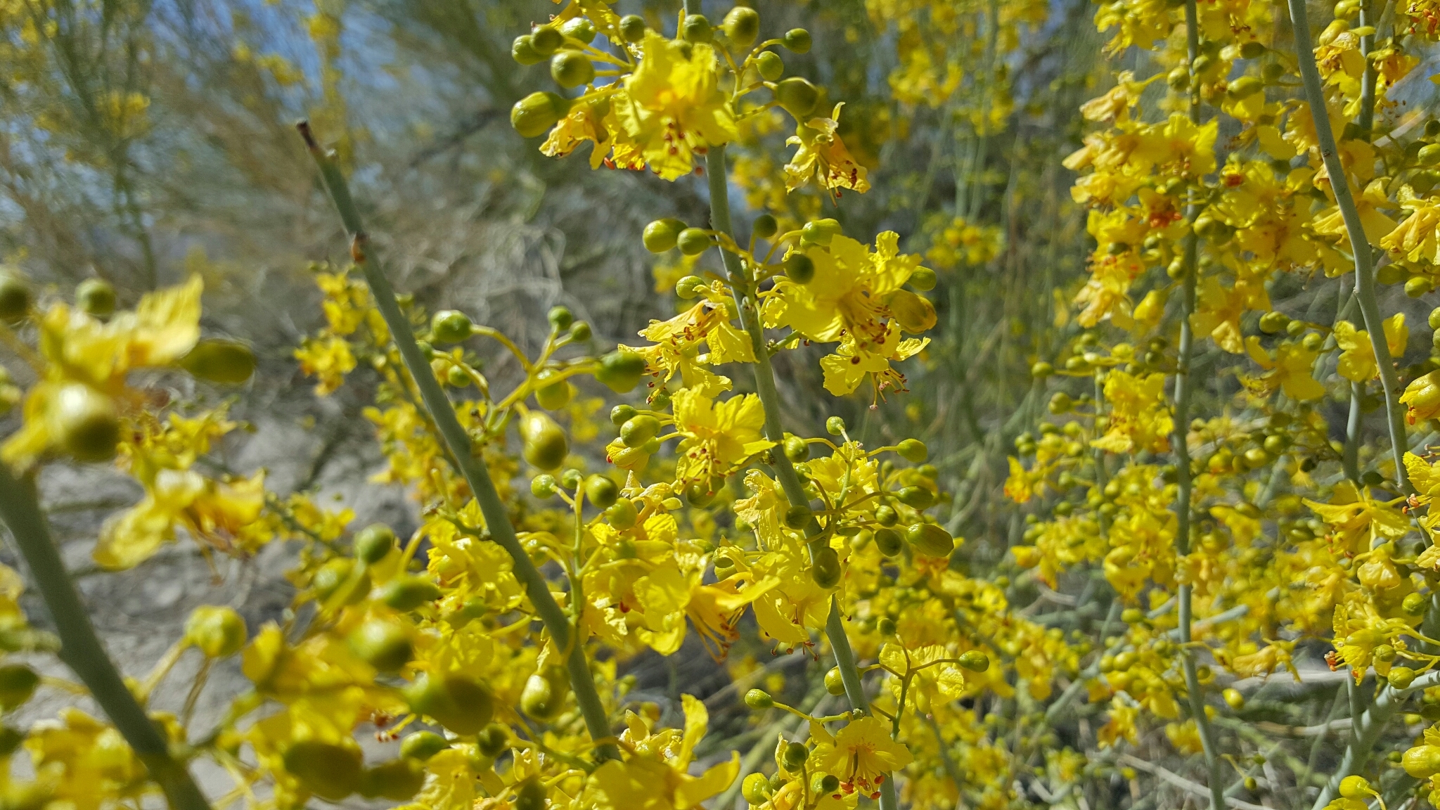 A close up photo of sprays of yellow flowers growing along the stems of a shrub or small tree.