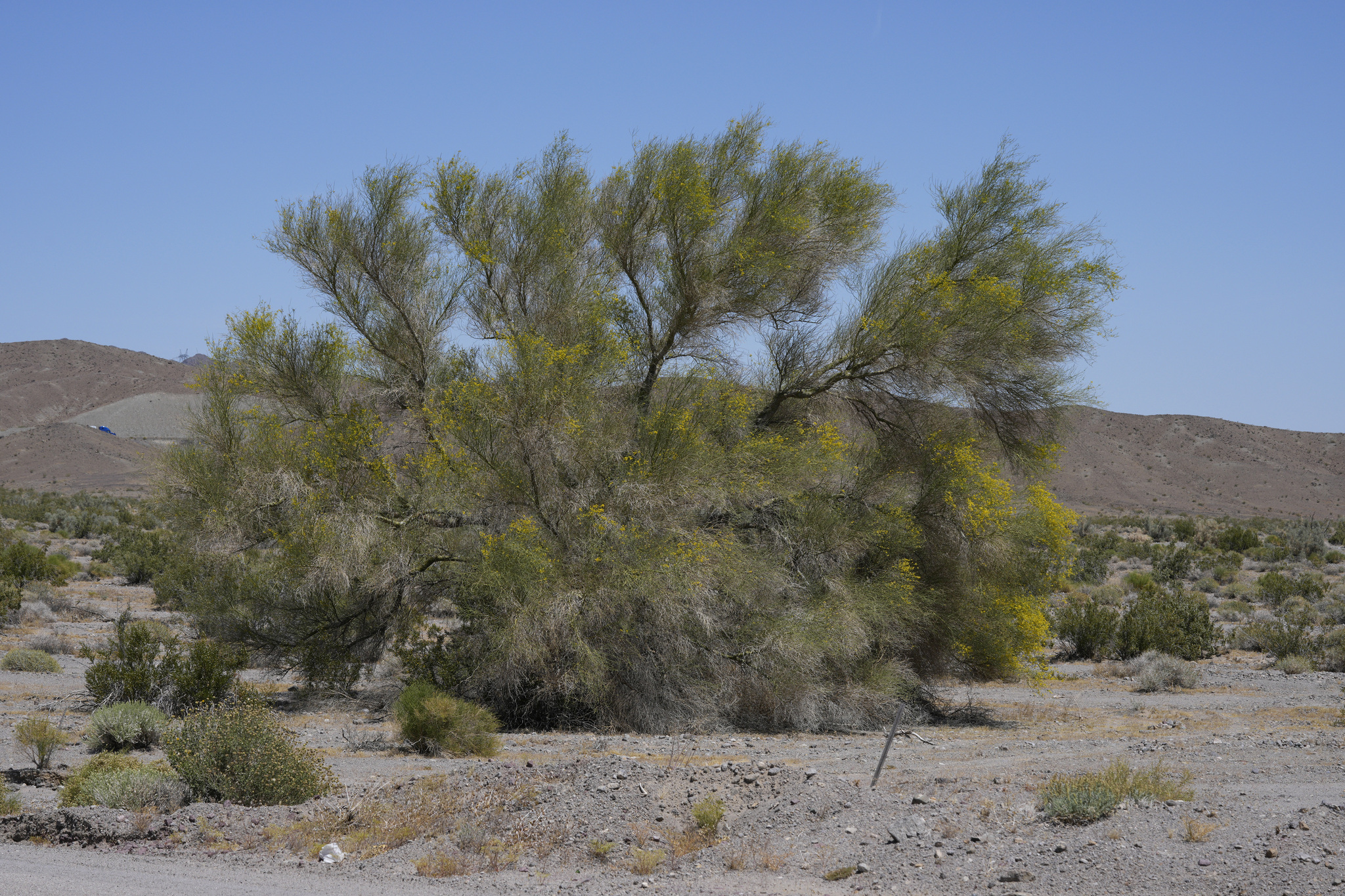 A photo of a large, bushy shrub or small tree growing in a rocky, sandy desert. Scattered small shrubs and plants grow nearby but no other large shrubs or trees.