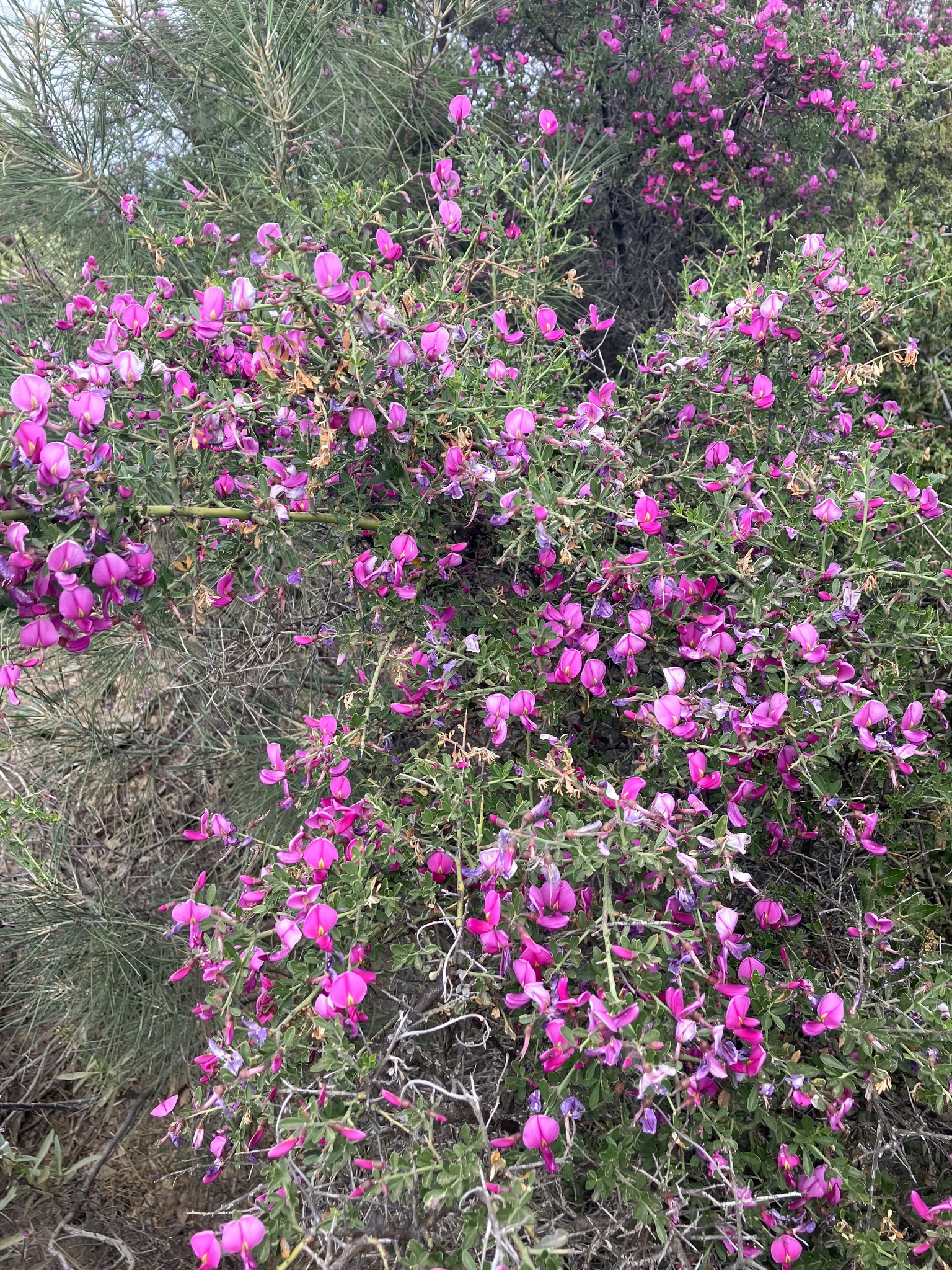 Photo of flowering chaparral pea.
