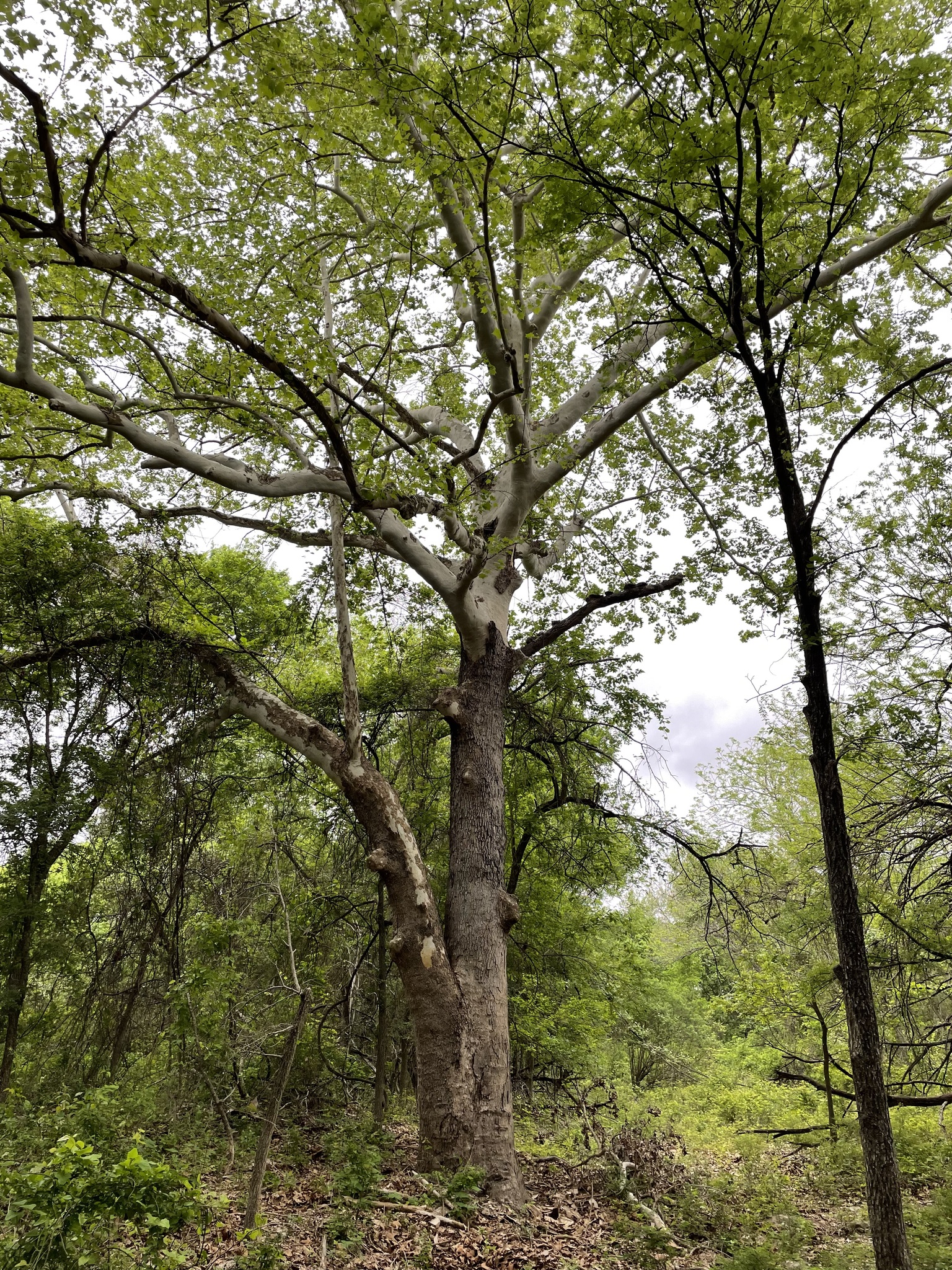 A photo of a tall, leafy tree with two large trunks growing in a lush forest. 