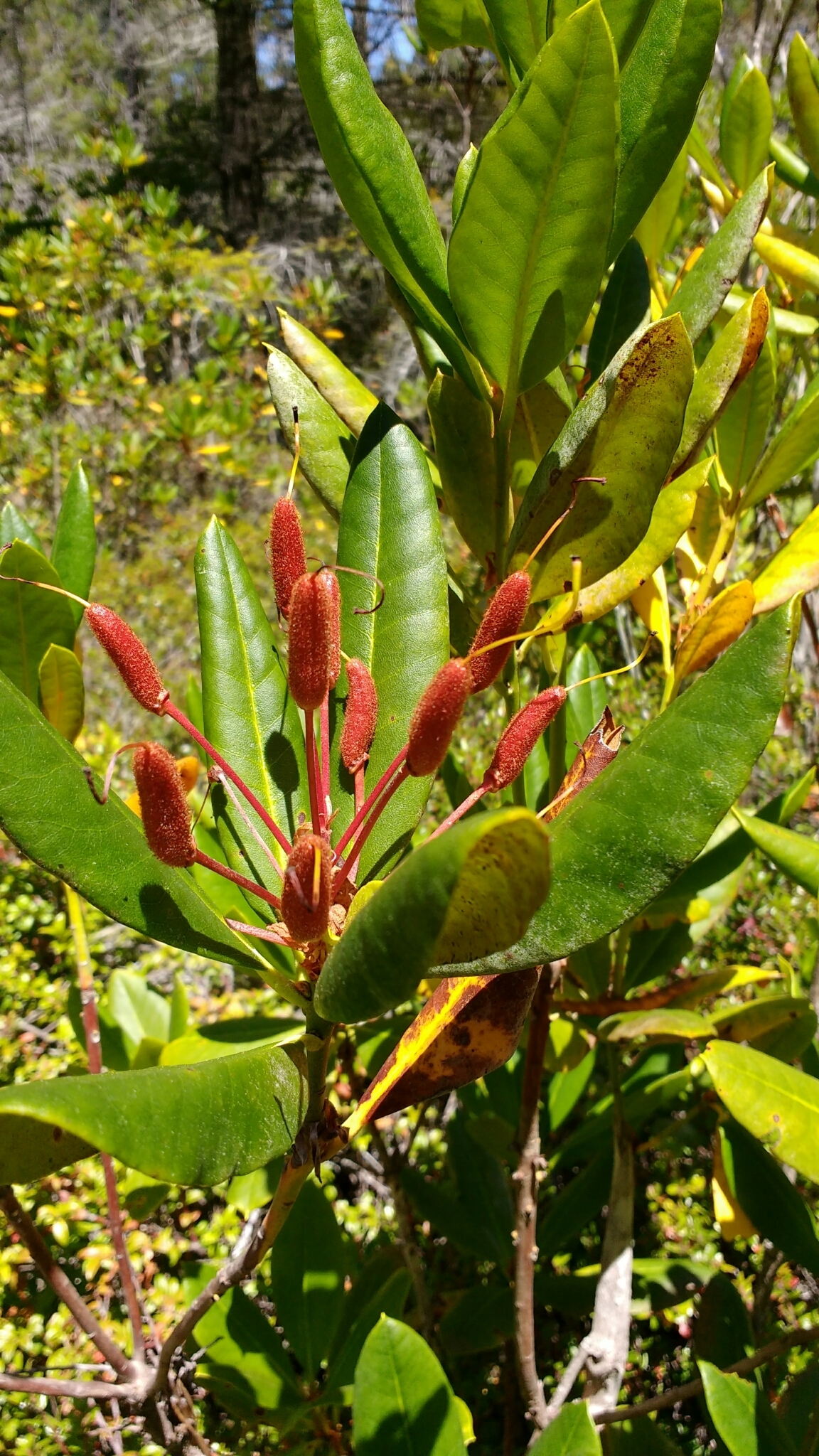 A photo of a cluster of green leaves with a cluster of capsules growing from the end of a branch.
