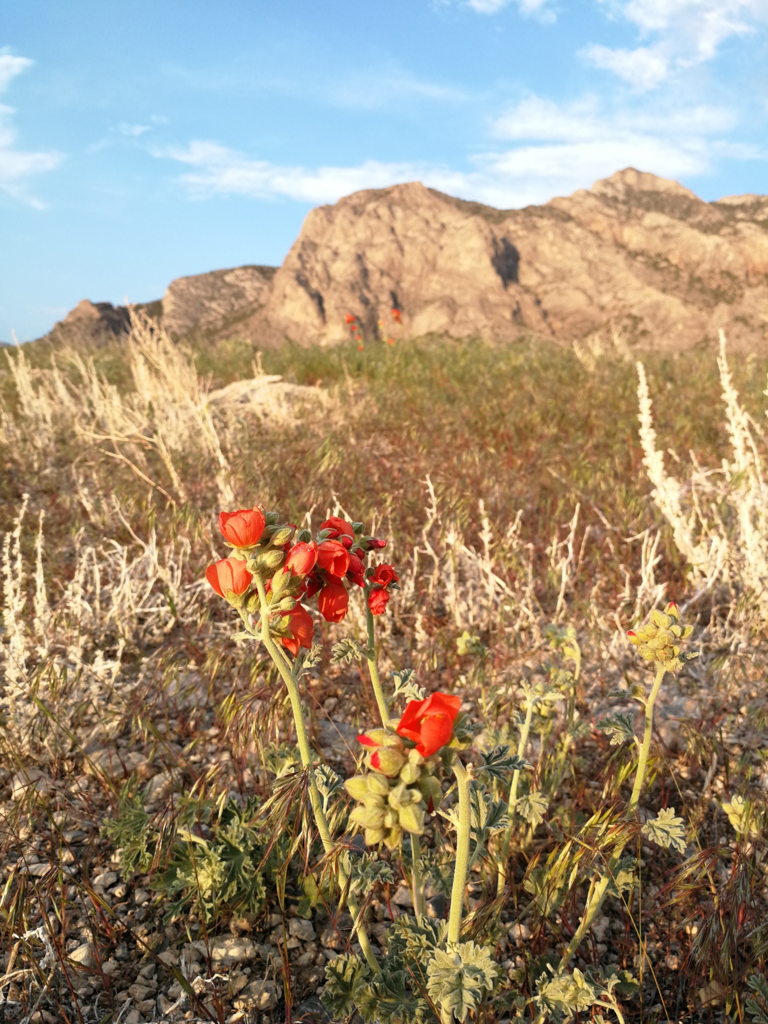 A photo of a plant with several thick, earthy green stems with widely spaced leaves and bright orange flowers or flower buds at their tips. A dry, rocky mountain dominates the background.