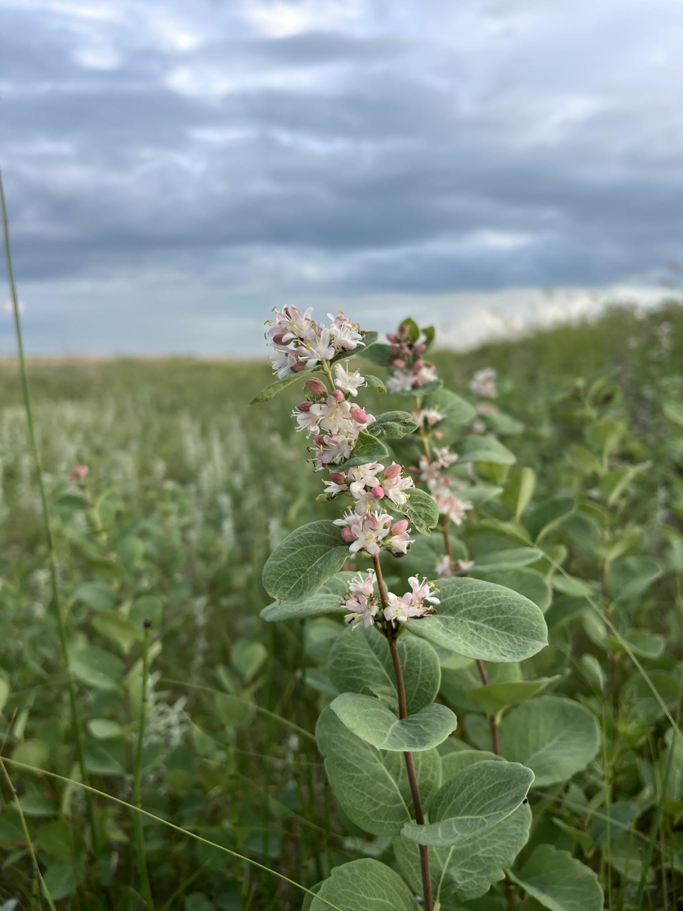 A photo of an upright stem with pink and white flowers growing amongst leaves at the top of the stem, and larger leaves occurring in pairs down the length of the stem. More stems of the same species occur around, and vegetation blurs in the distance.