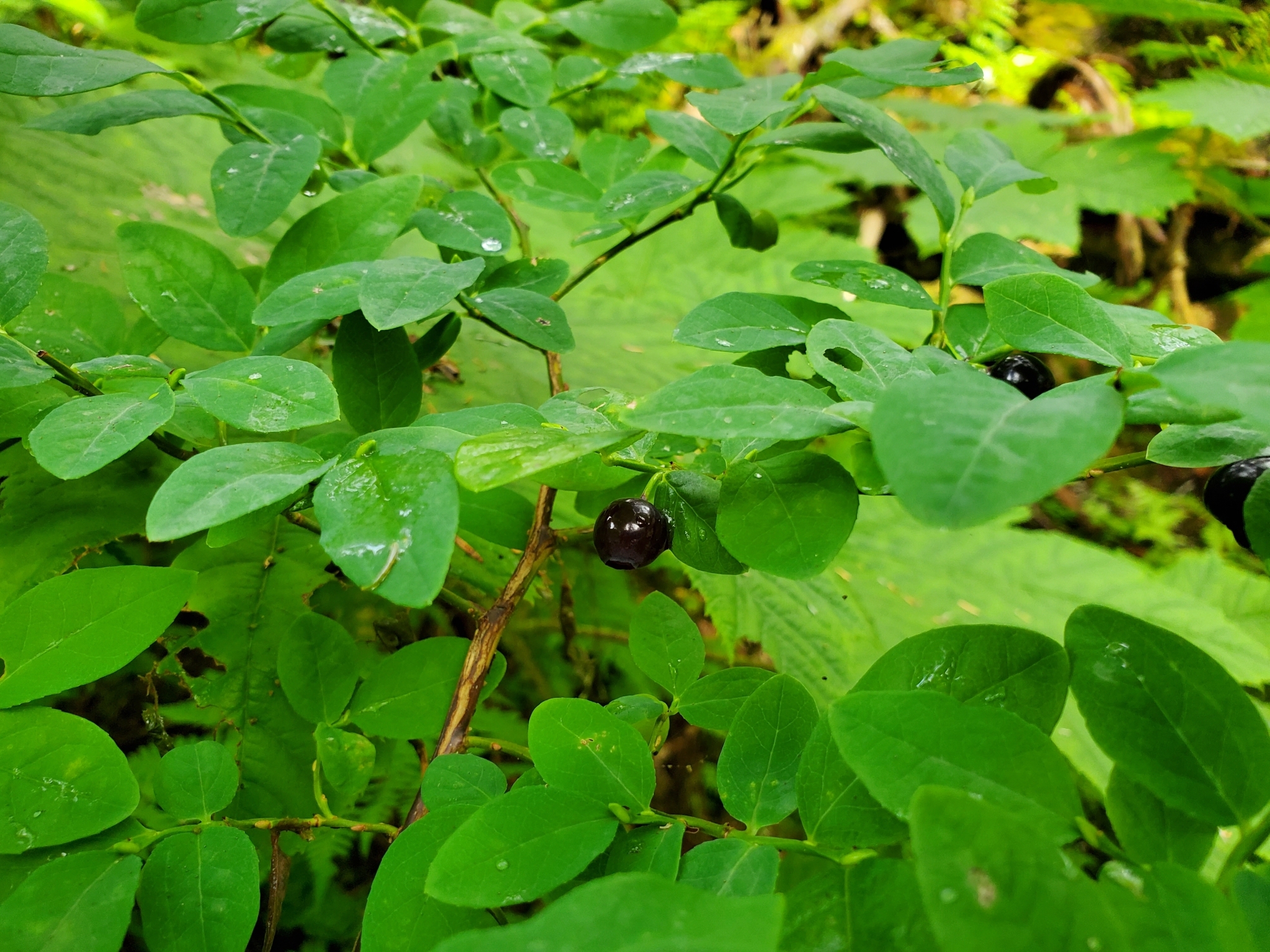 Photo of Alaska blueberry.