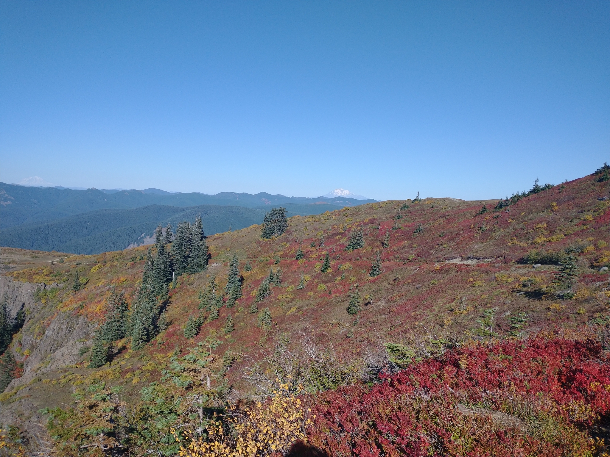 A photo of an alpine community with scattered conifers amongst low red shrubs, with patches of green and yellow foliage across the hillside.