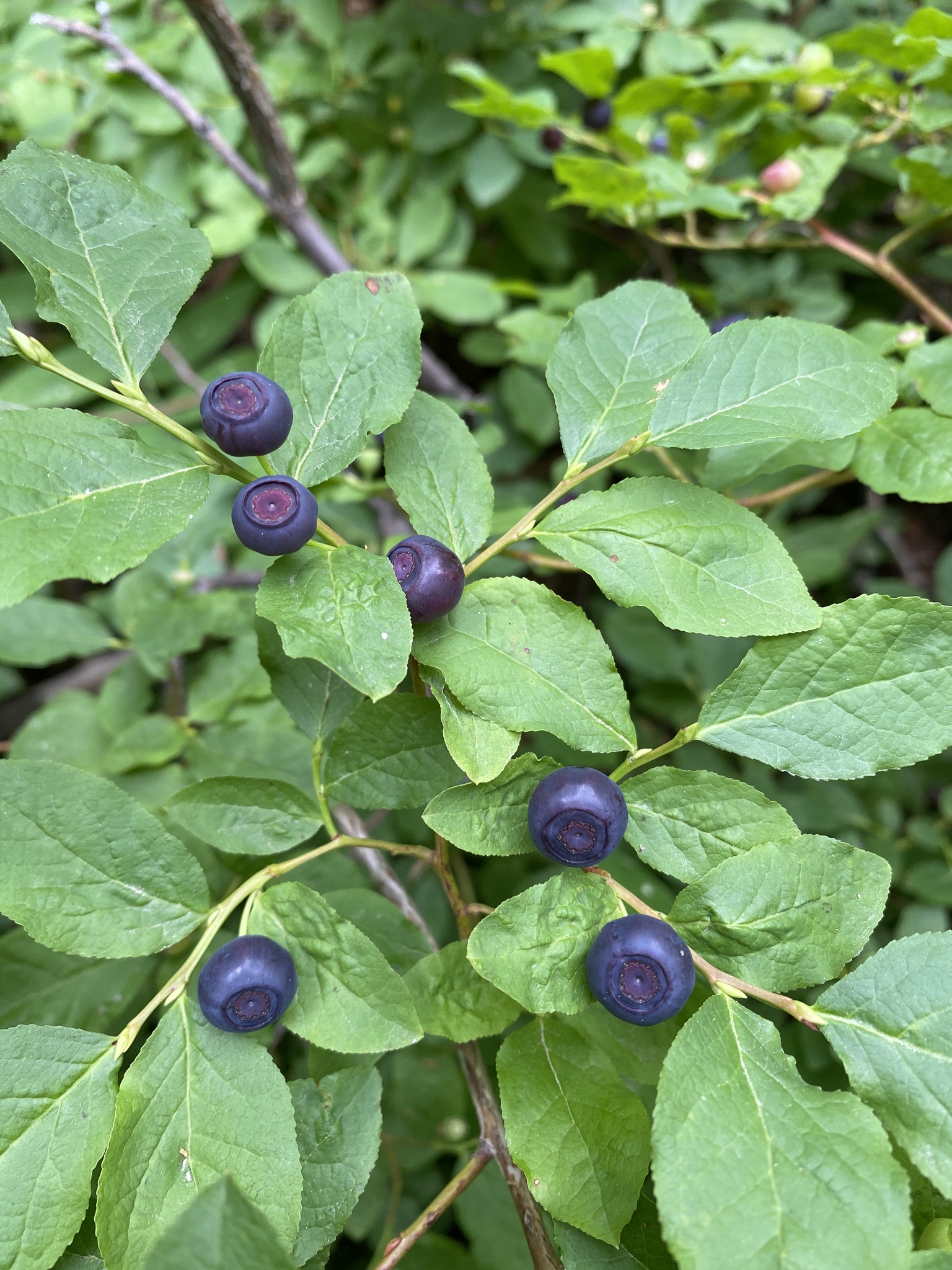 A photo of the leaves and fruit of a thinleaf huckleberry bush.