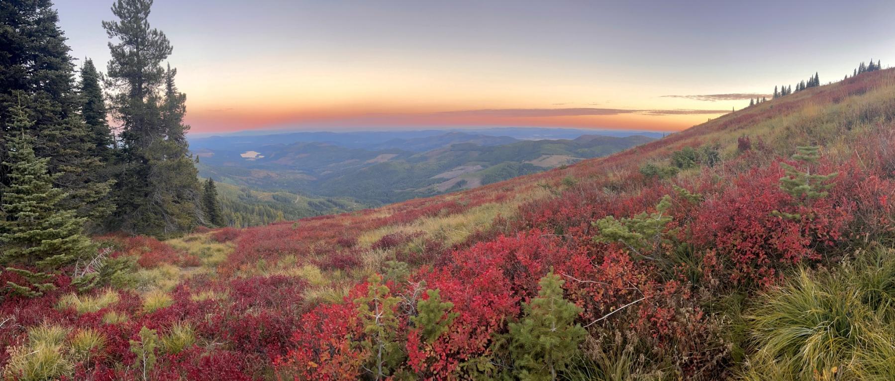 A photo of thinleaf huckleberry with red leaves growing on an open slope with scattered conifers. Green vegetation and dried grasses are scattered amongst the low, red vegetation, and the sun is setting behind lower mountains in the distance.