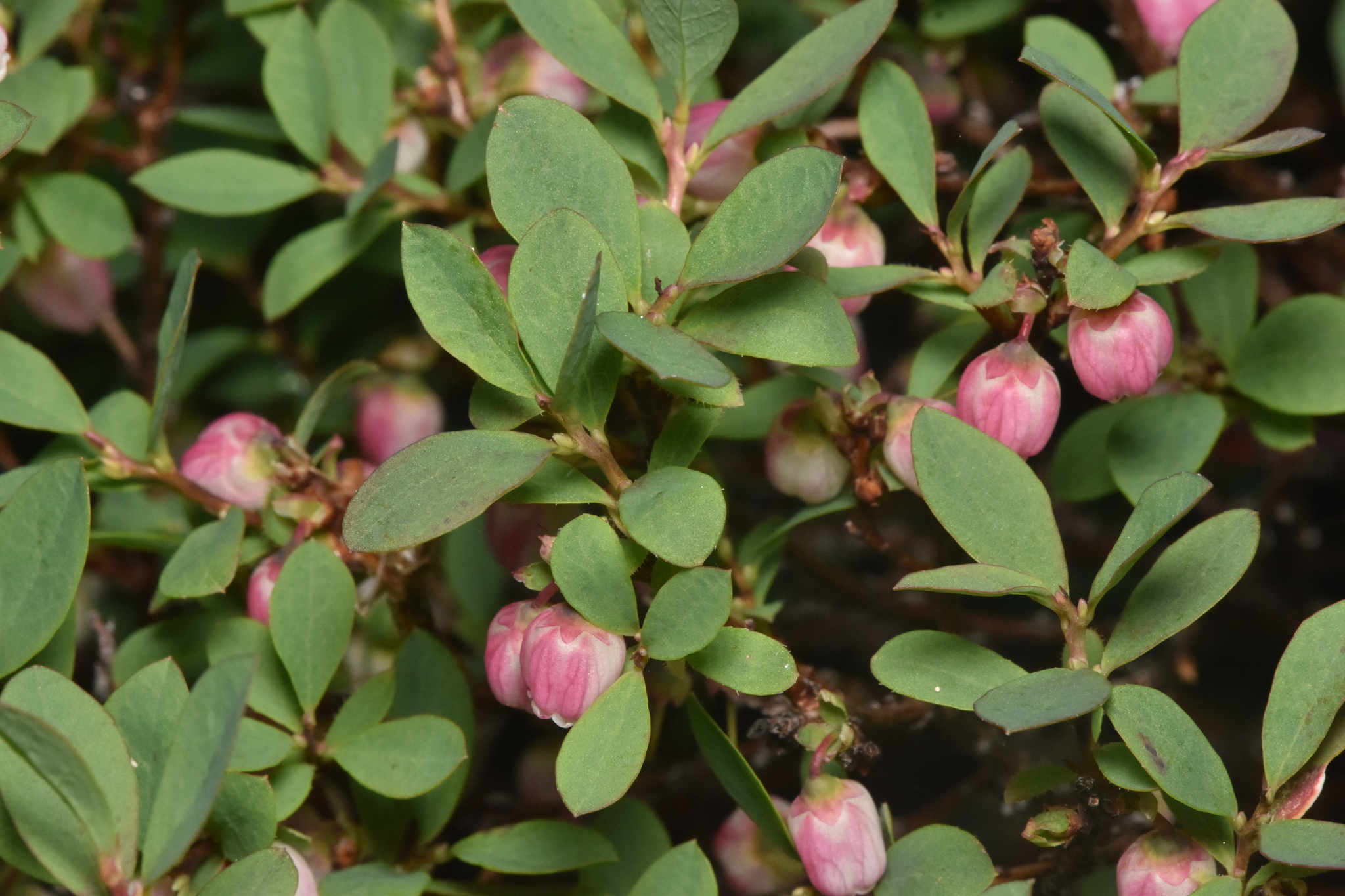 Photo of flowering bog blueberry.