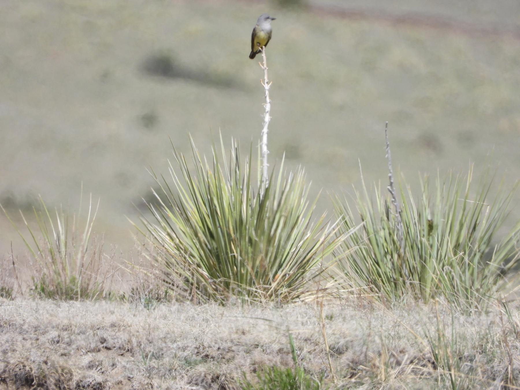 A photo of a soapweed yucca with a reproductive stalk from a previous year. A gray and yellow bird perches on the stalk.