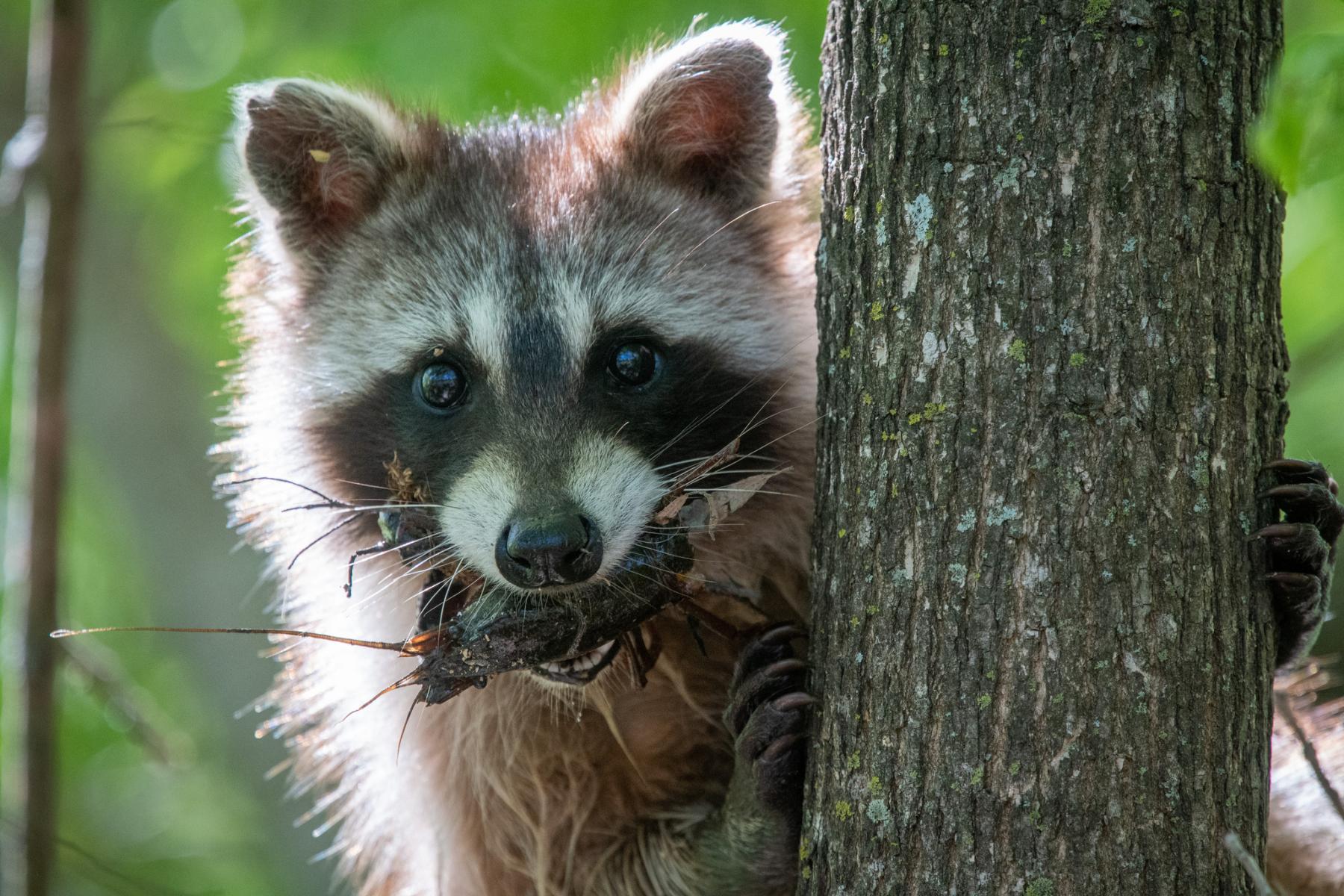 A photo of a raccoon peeking around a tree trunk with a crayfish in its mouth.
