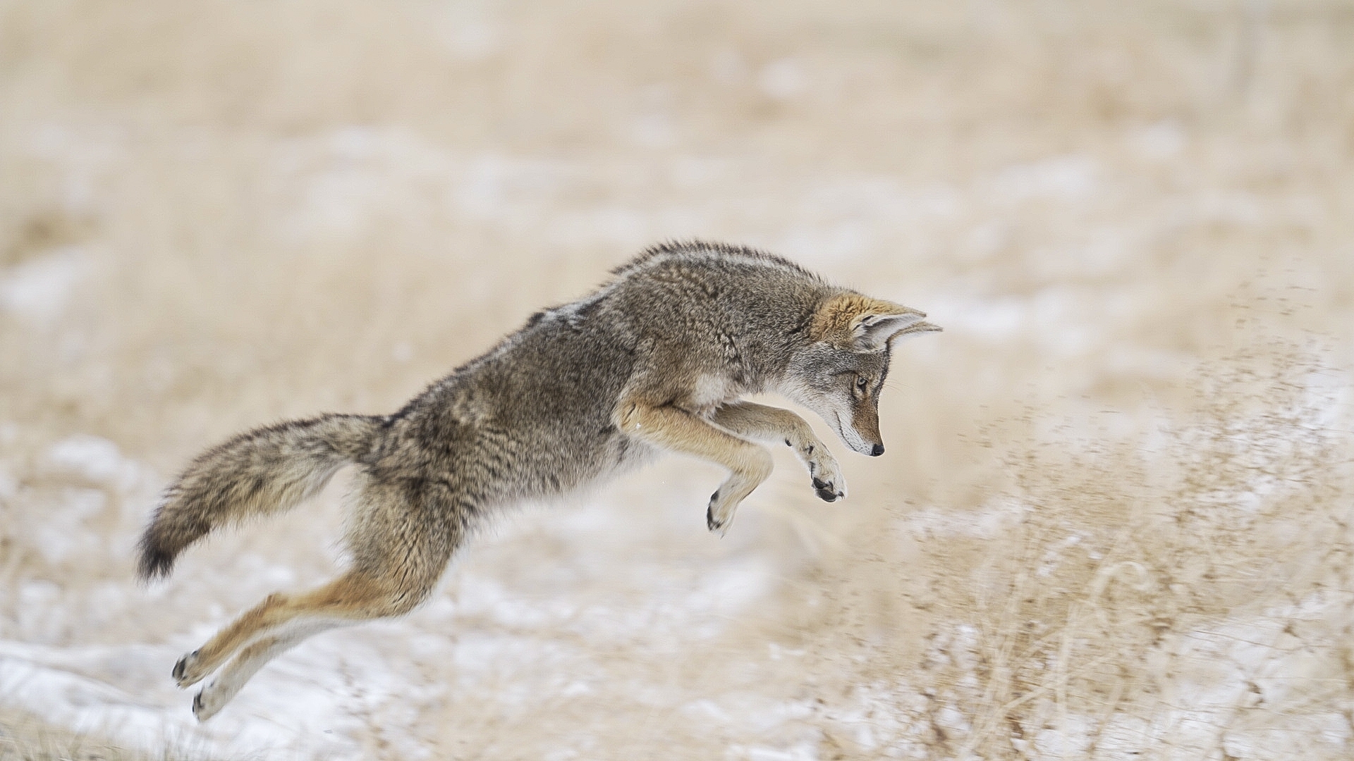 A photo of a coyote pouncing in the air in a winter grassland with patchy snow.