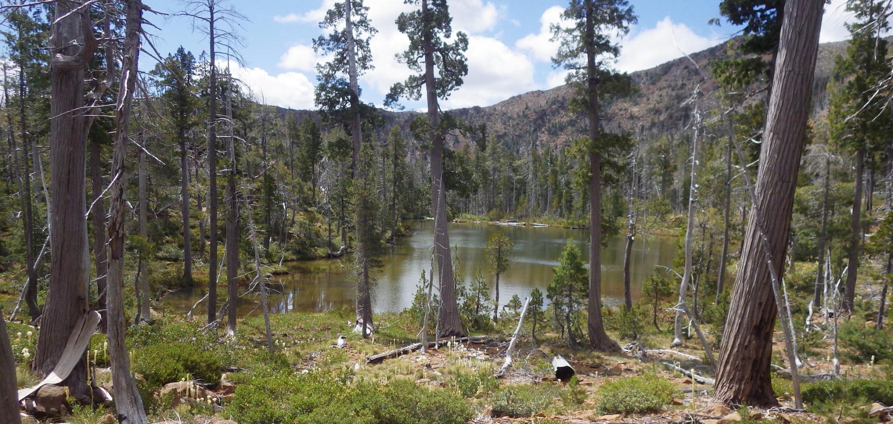 A photo of conifers of various sizes growing around a lake with mountains behind.