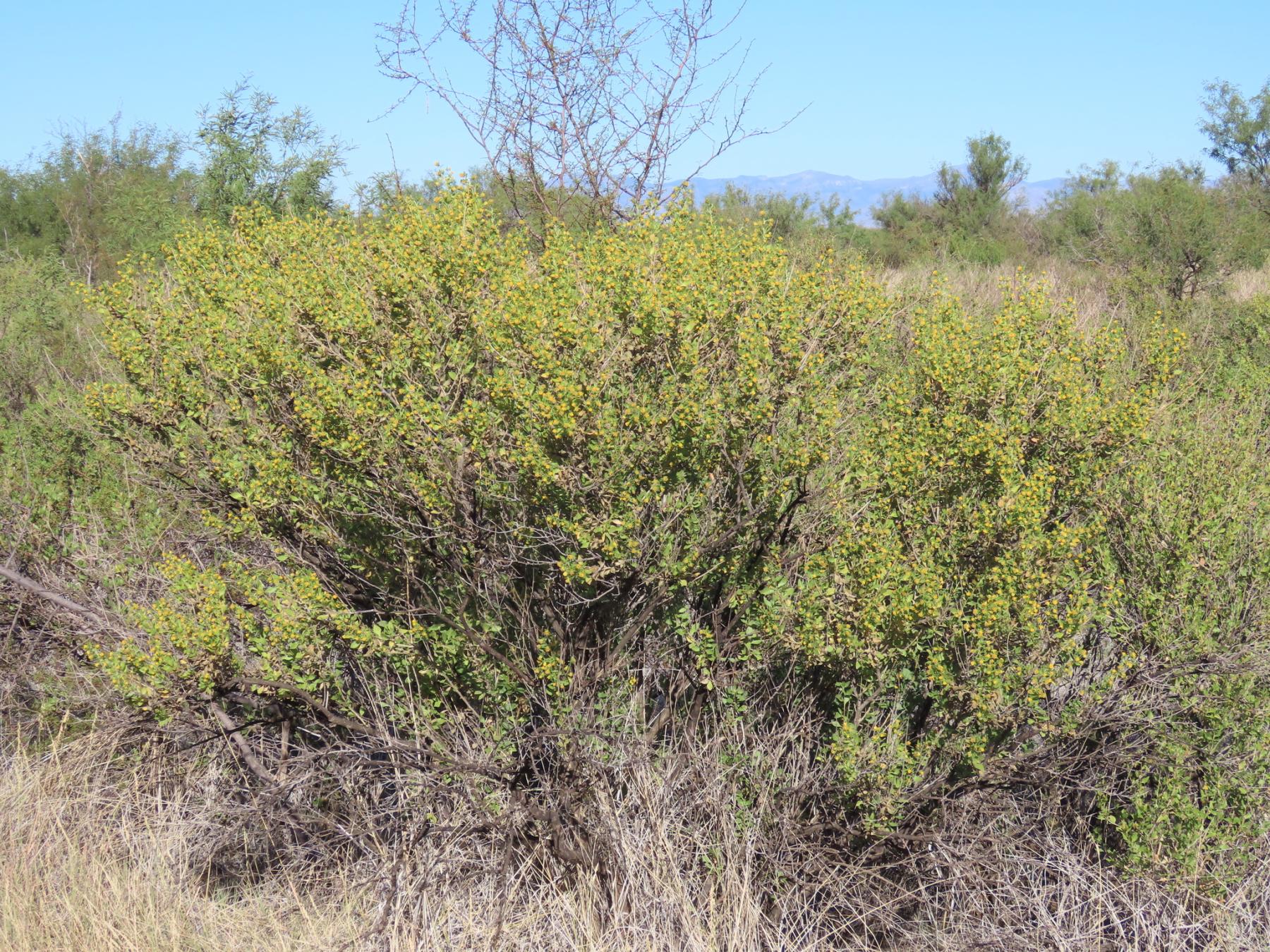 A photo of a relatively large, dense shrub with yellow flowers growing among dry standing grasses, with large shrubs and small trees, likely mesquite or acacia, dominating vegetation behind.