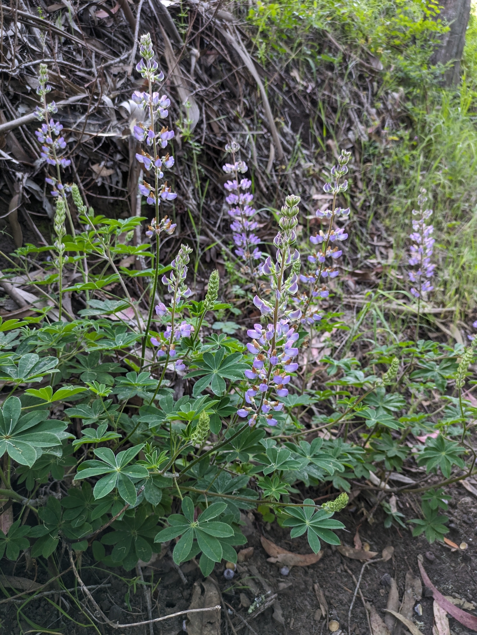 Bushy green plant with palmate leaves and spikes of purple flowers.